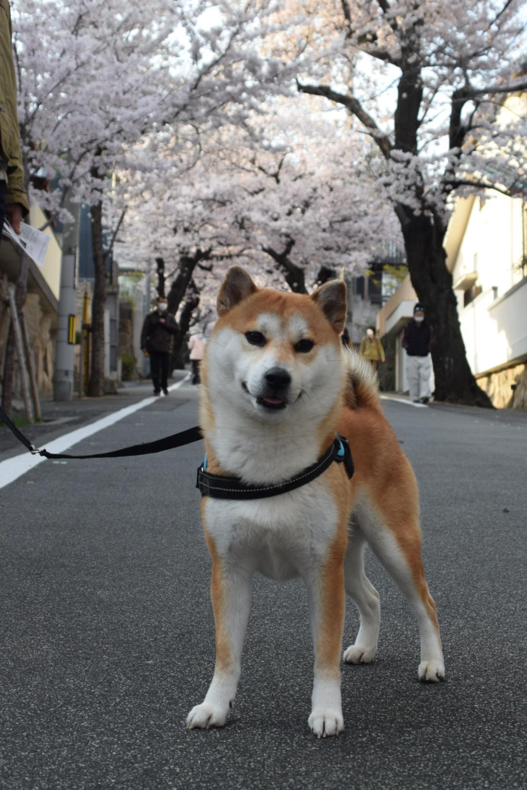 わんにゃんサイトの犬の写真