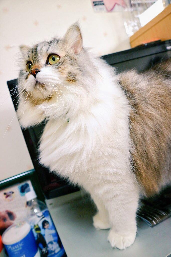 わんにゃんサイトの猫の写真