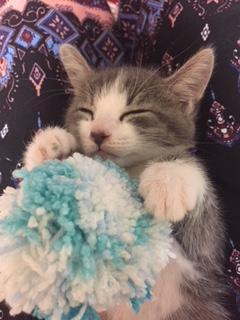 わんにゃんサイトの猫の写真