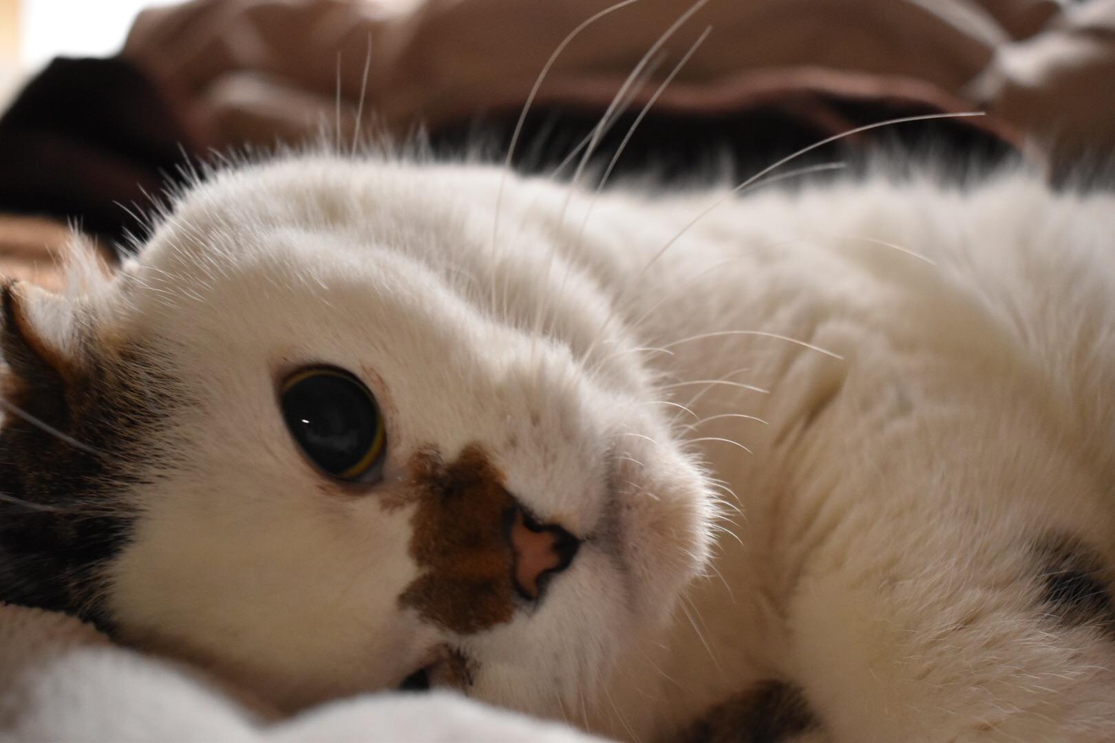 わんにゃんサイトの猫の写真