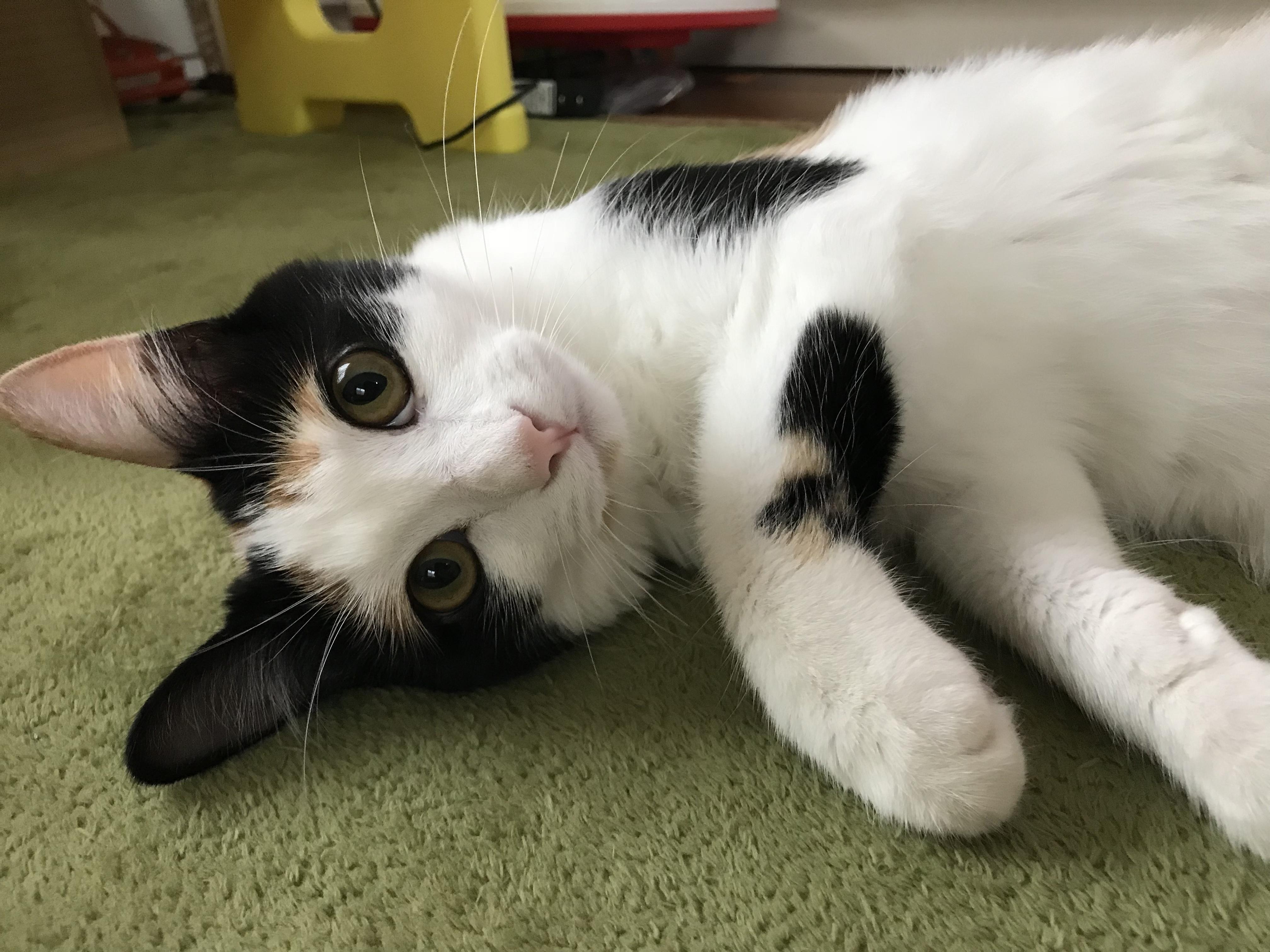 わんにゃんサイトの猫の写真