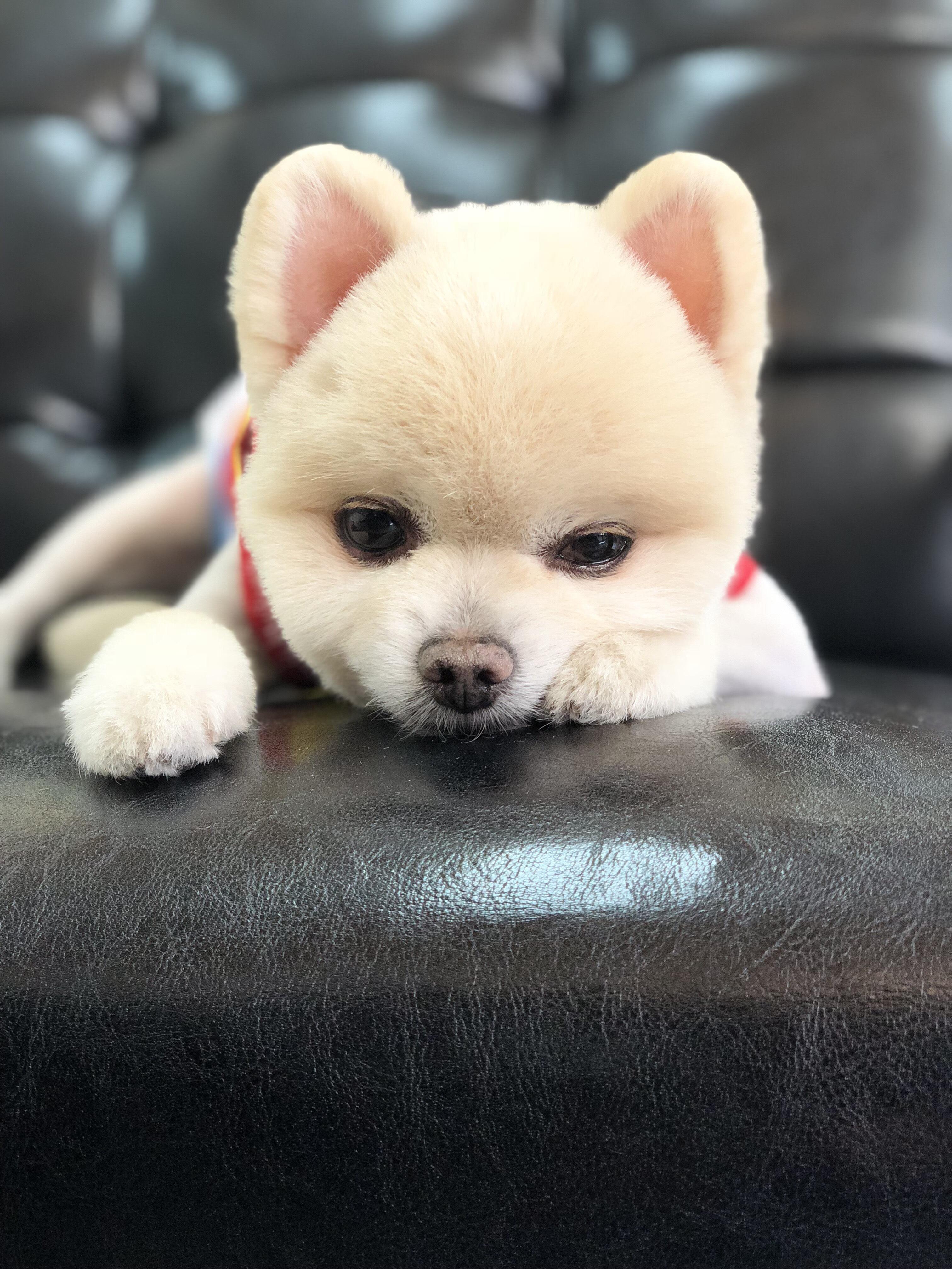 わんにゃんサイトの犬の写真