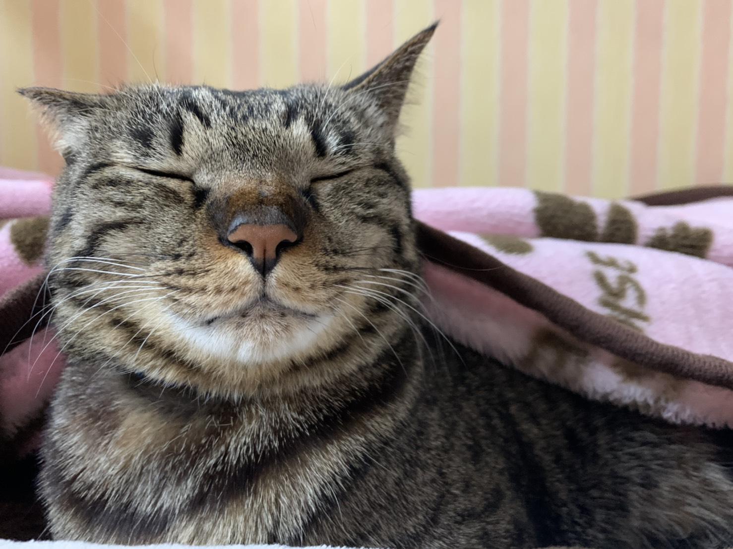 わんにゃんサイトの猫の写真