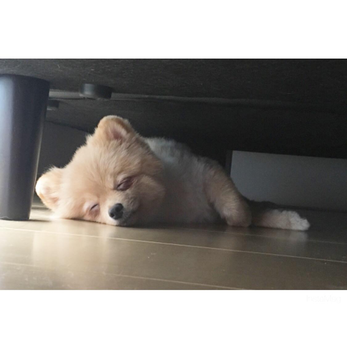 わんにゃんサイトの犬の写真