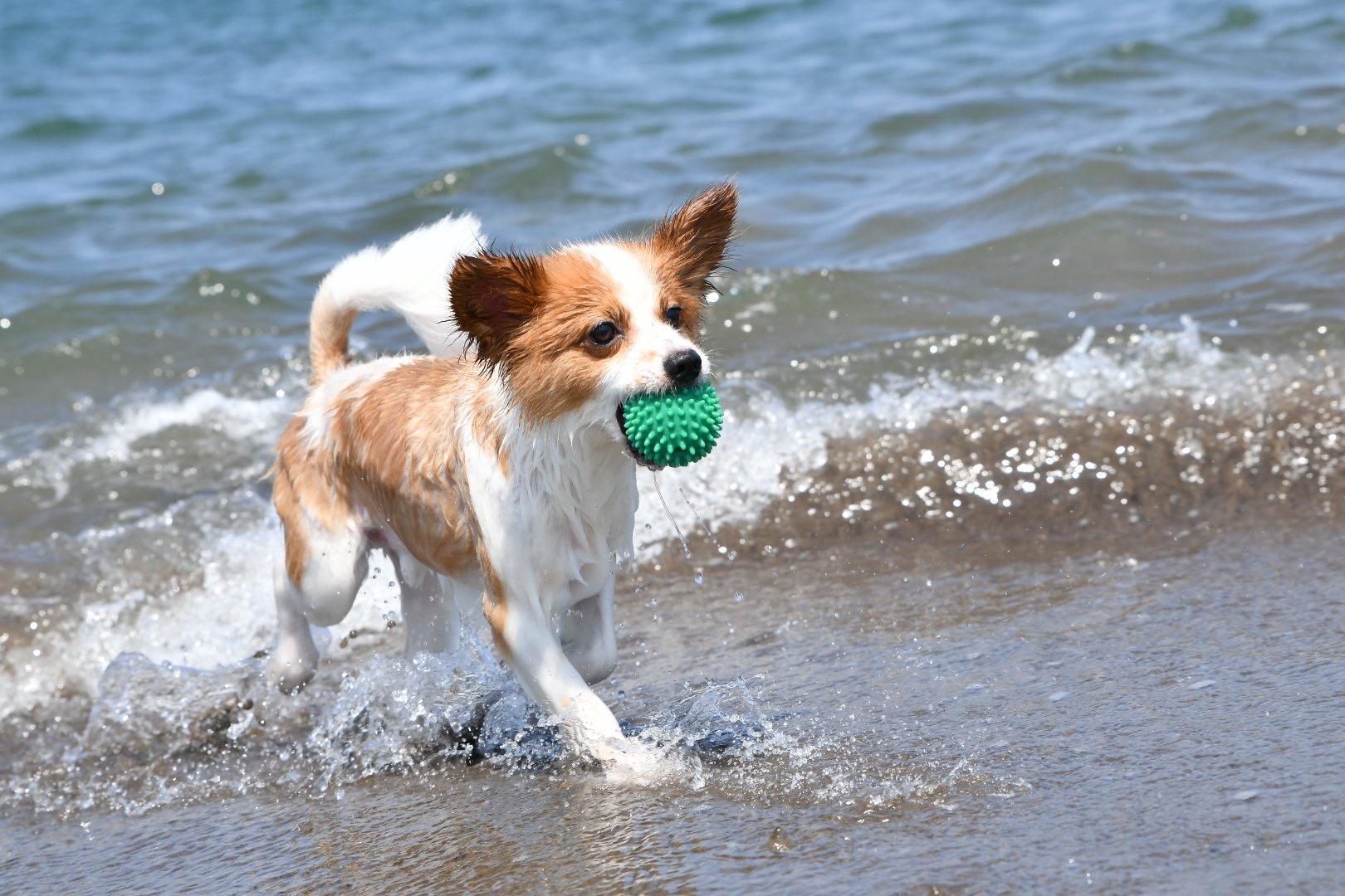 わんにゃんサイトの犬の写真