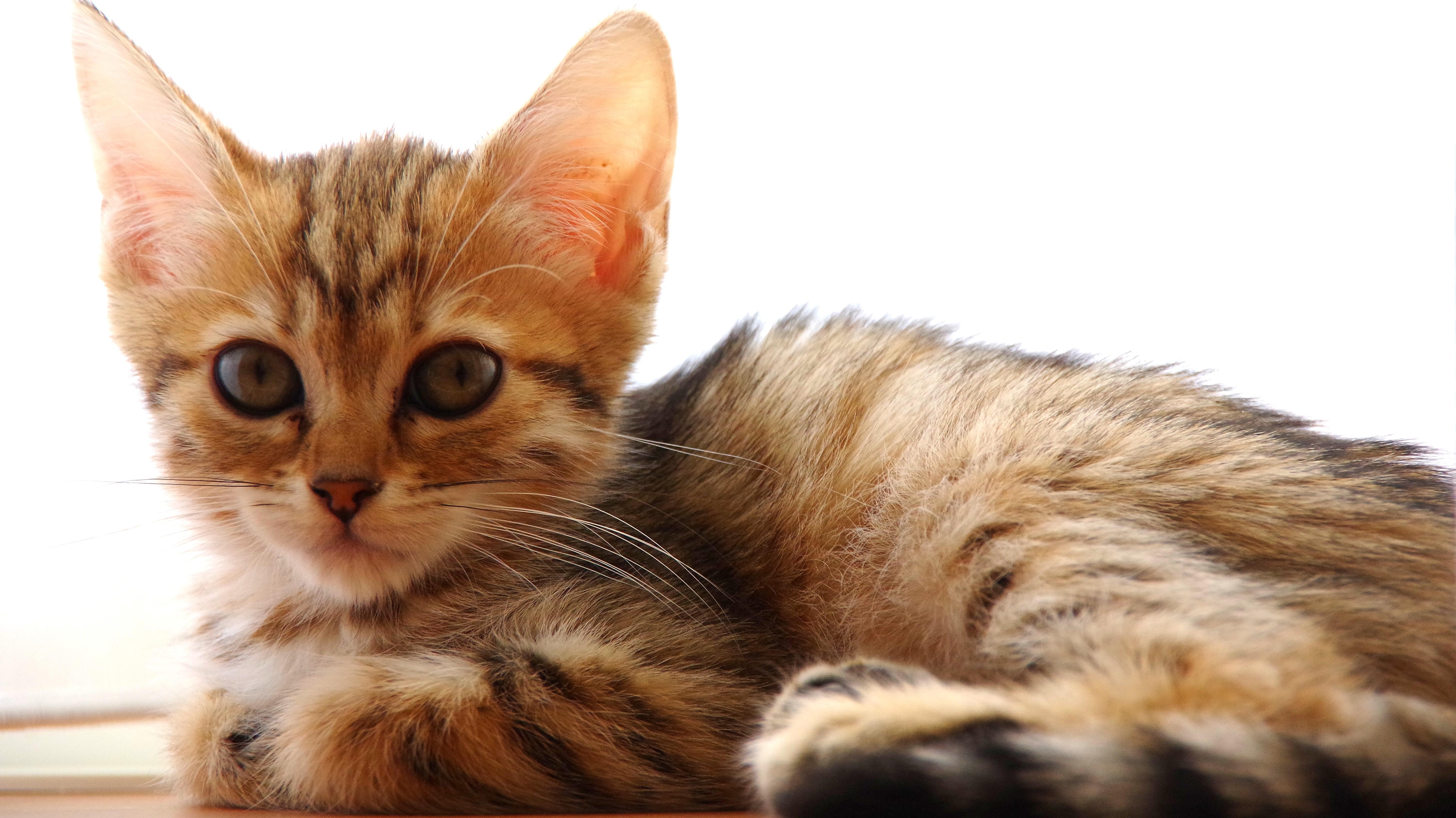 わんにゃんサイトの猫の写真