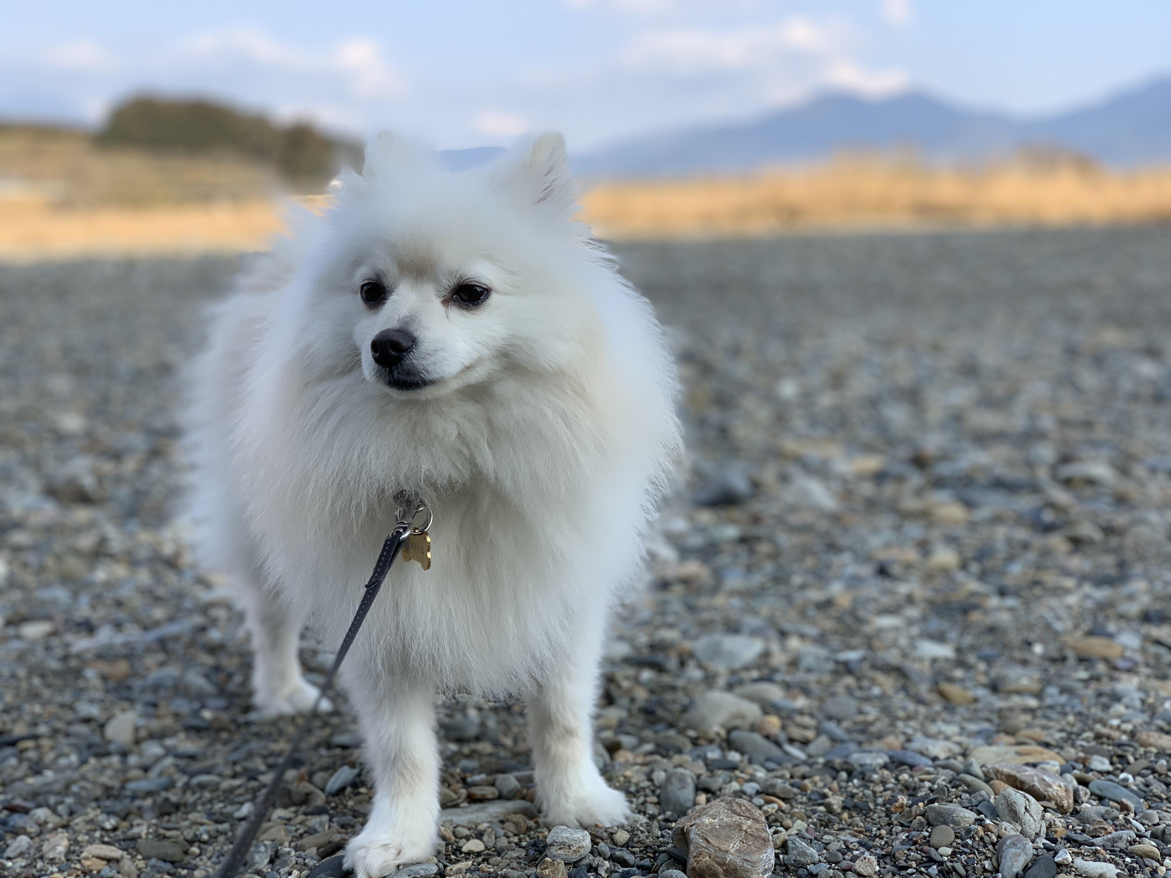 わんにゃんサイトの犬の写真