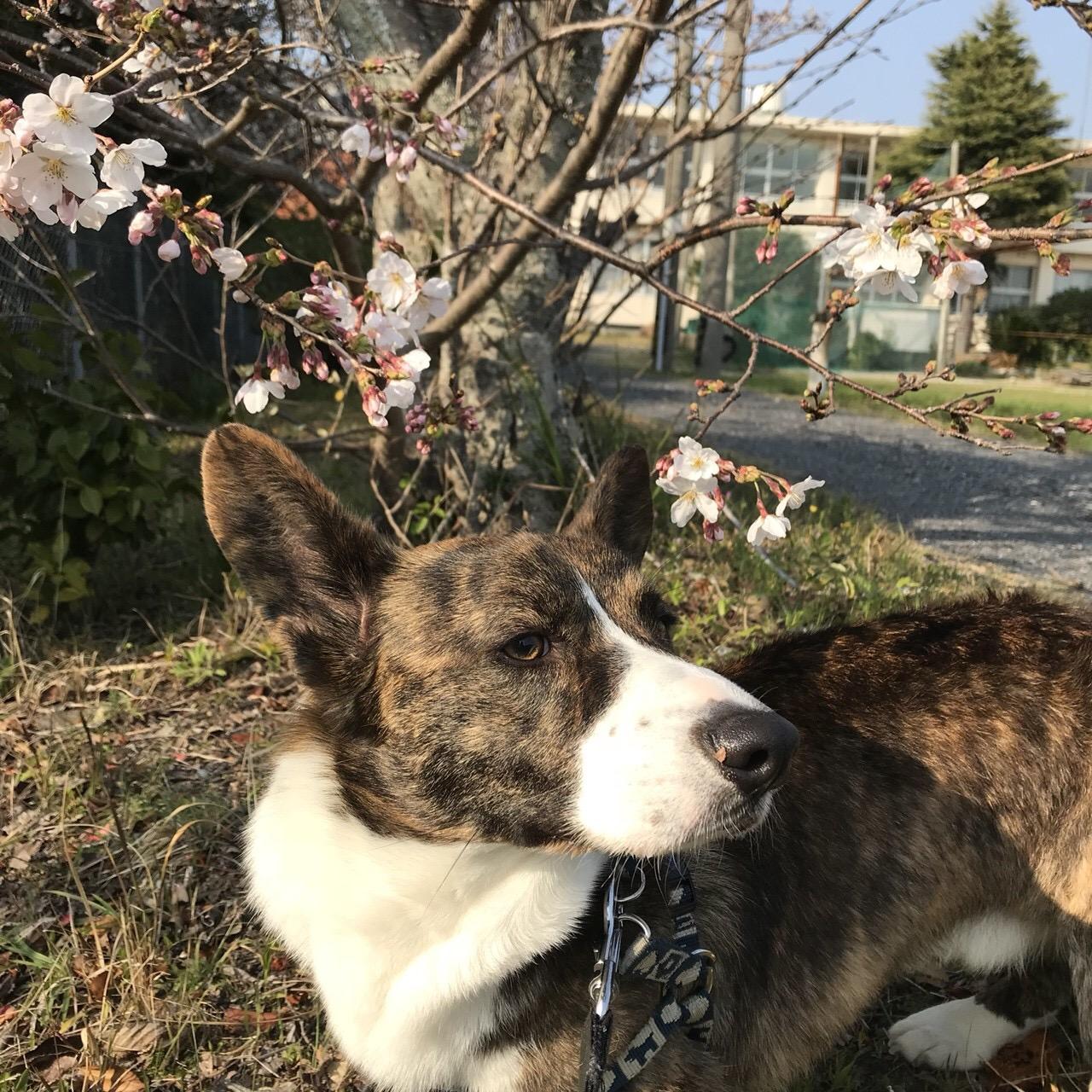 わんにゃんサイトの犬の写真