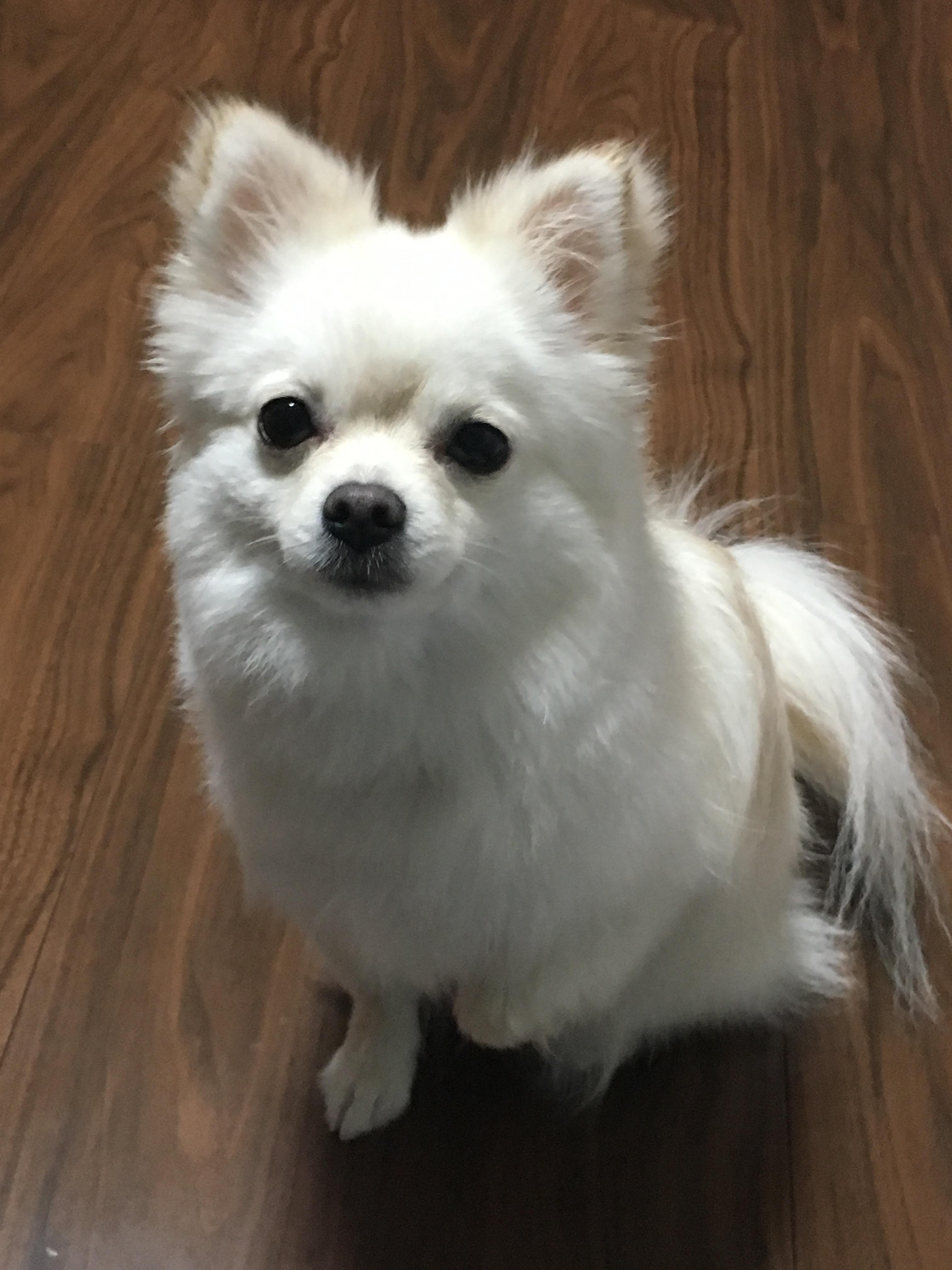 わんにゃんサイトの犬の写真