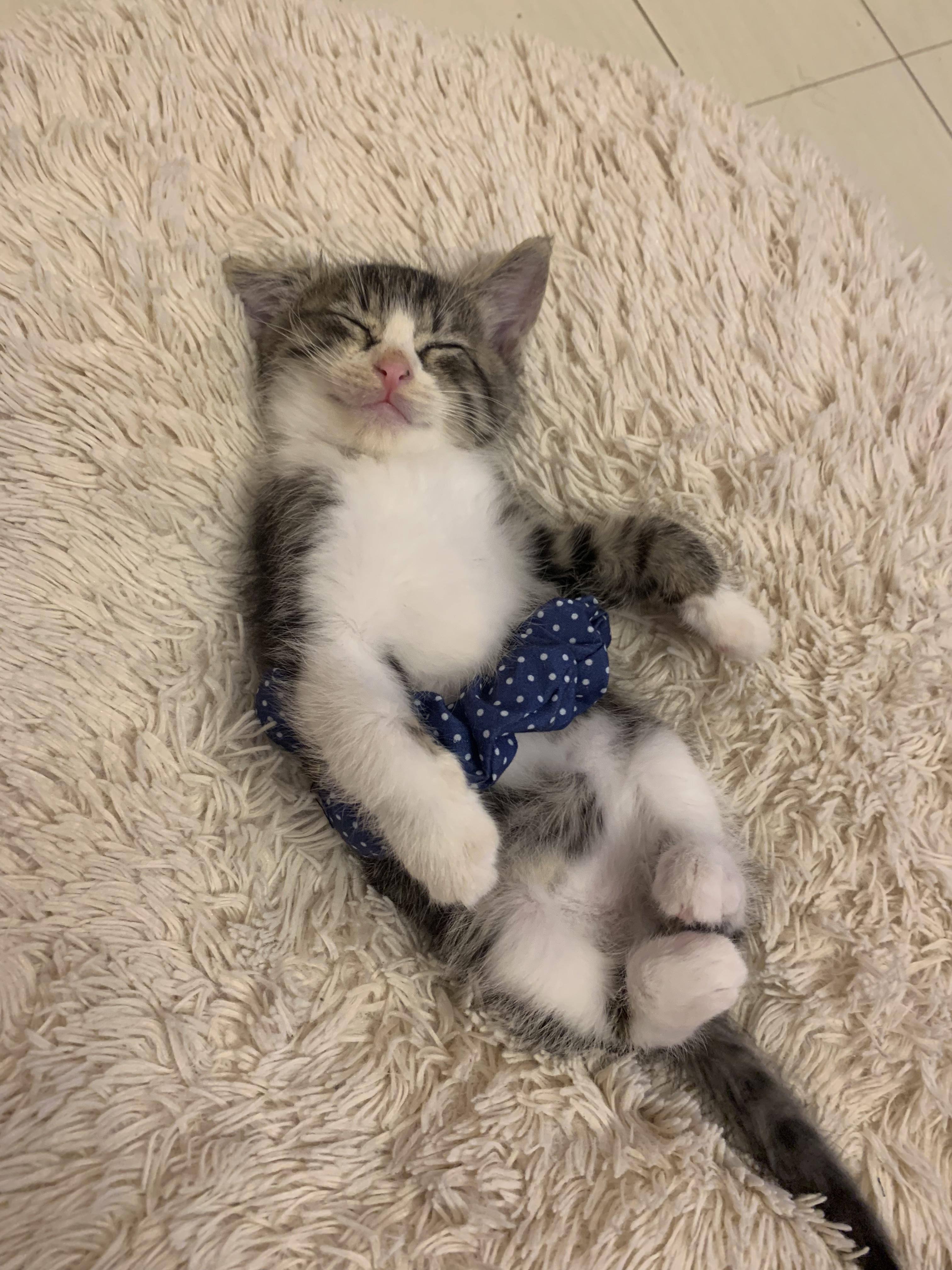 わんにゃんサイトの猫の写真