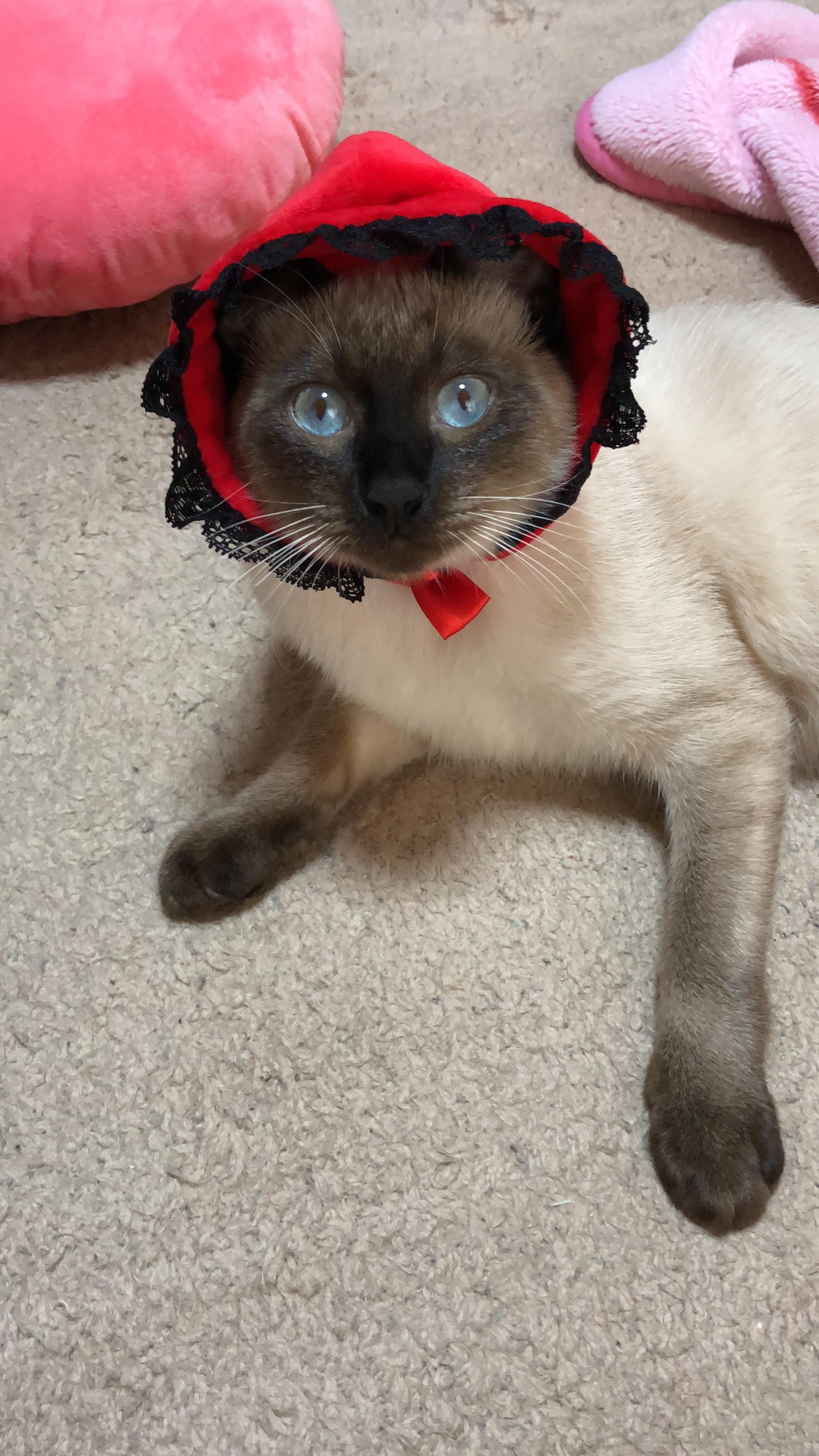 わんにゃんサイトの猫の写真