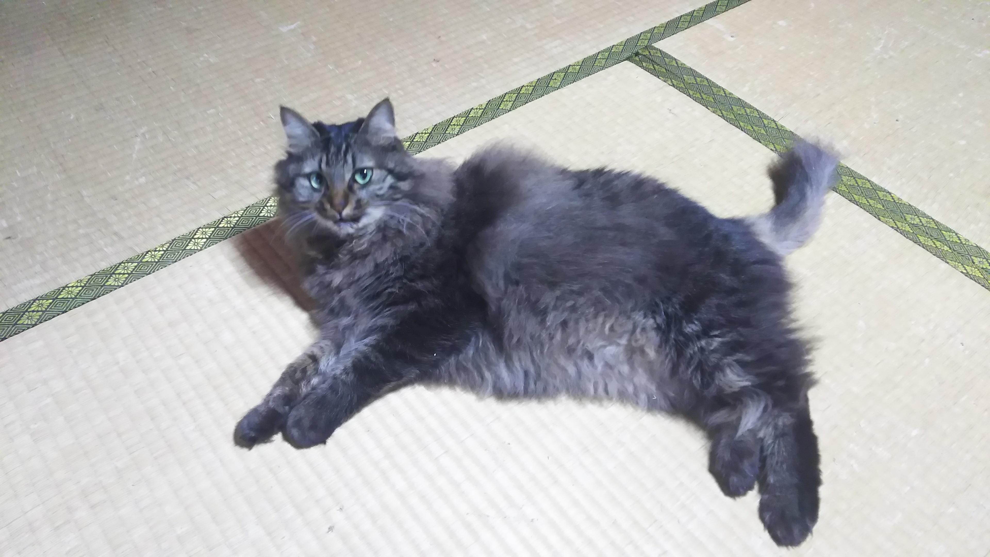 わんにゃんサイトの猫の写真