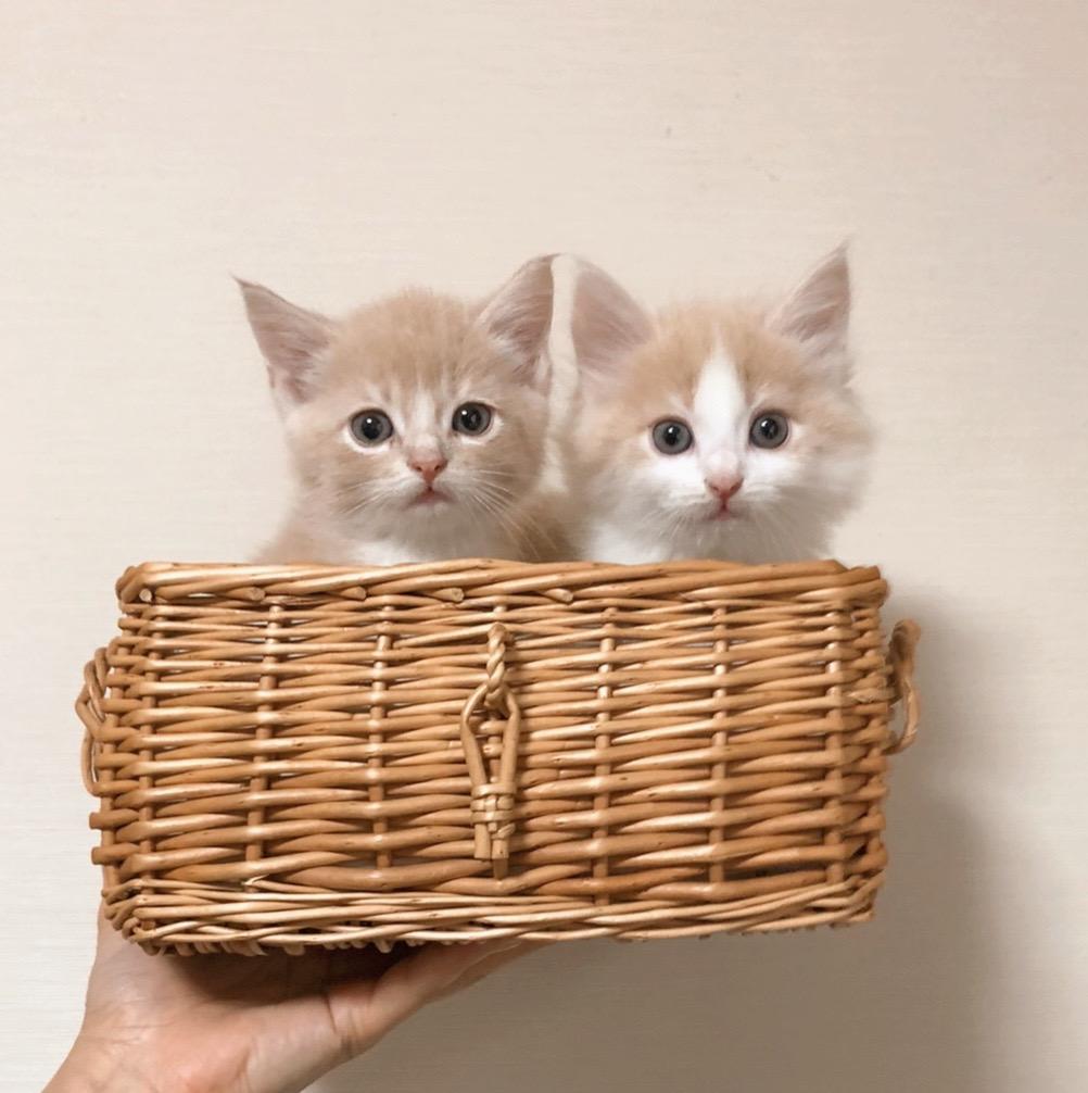 わんにゃんサイトの猫の写真