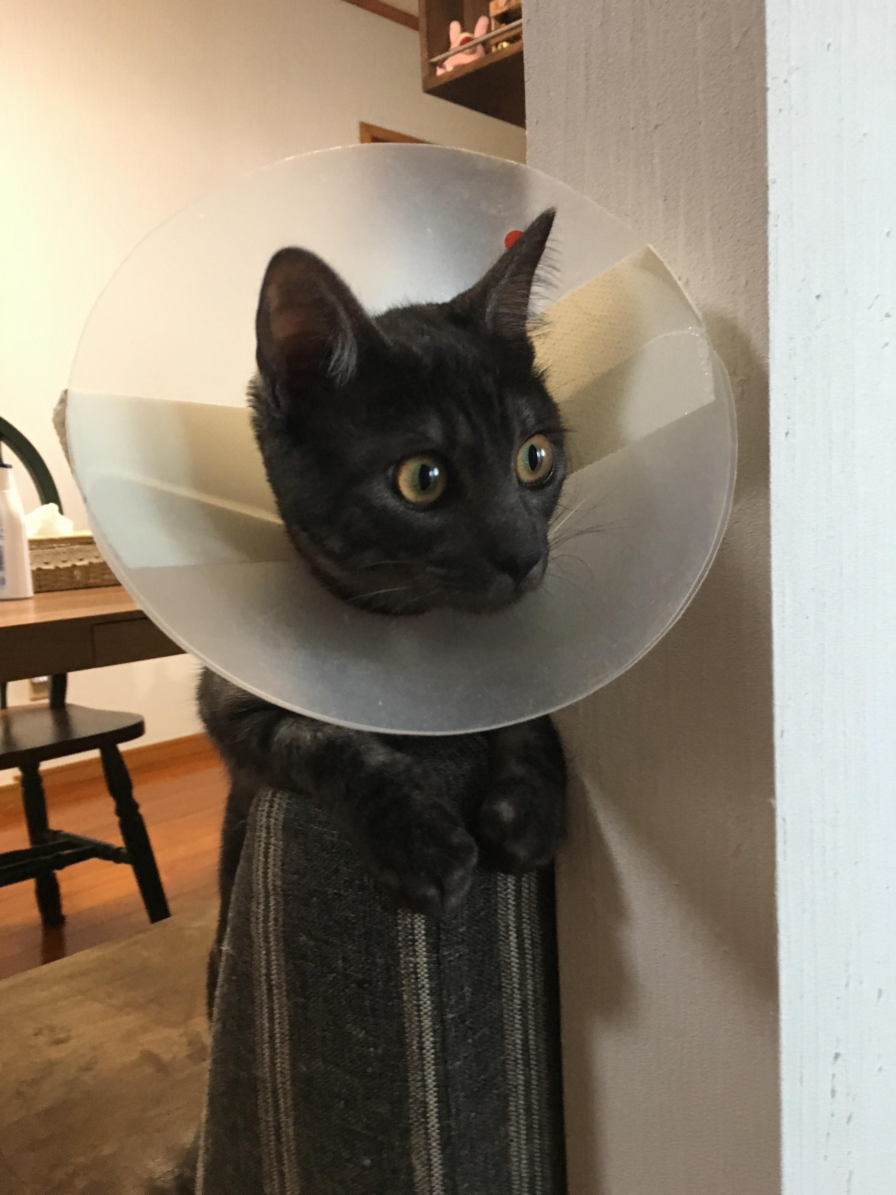 わんにゃんサイトの猫の写真