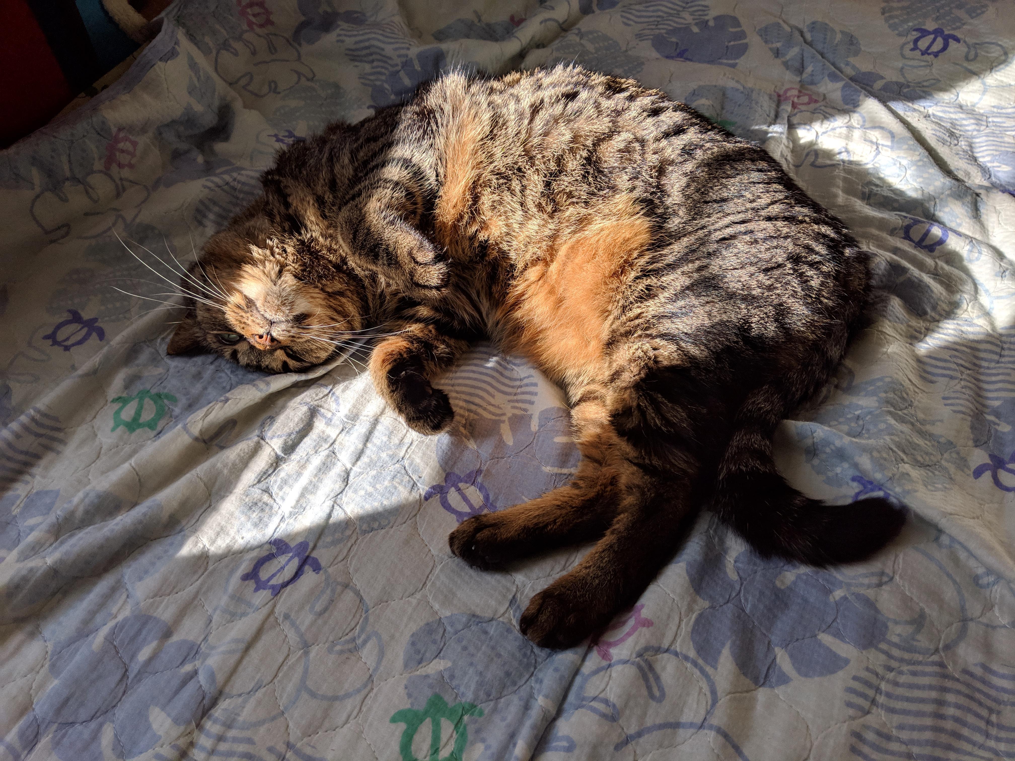 わんにゃんサイトの猫の写真