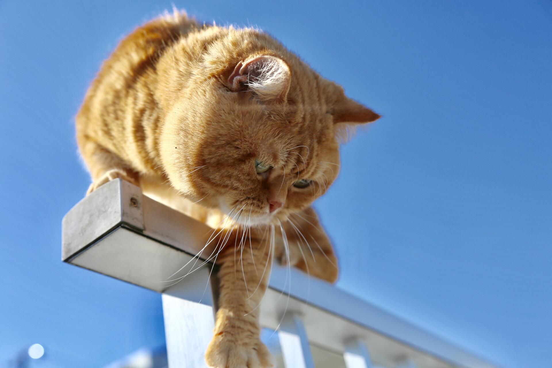 わんにゃんサイトの猫の写真