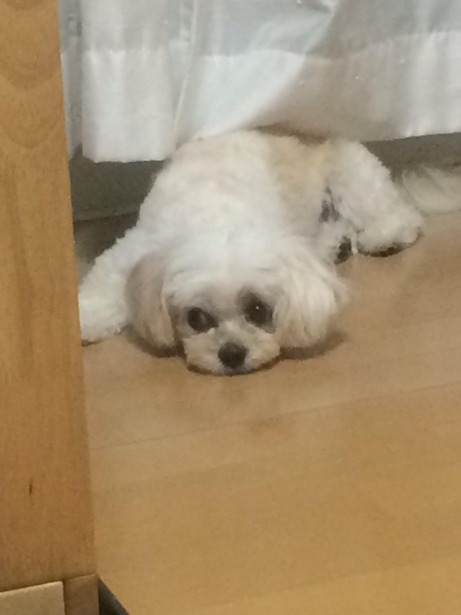 わんにゃんサイトの犬の写真