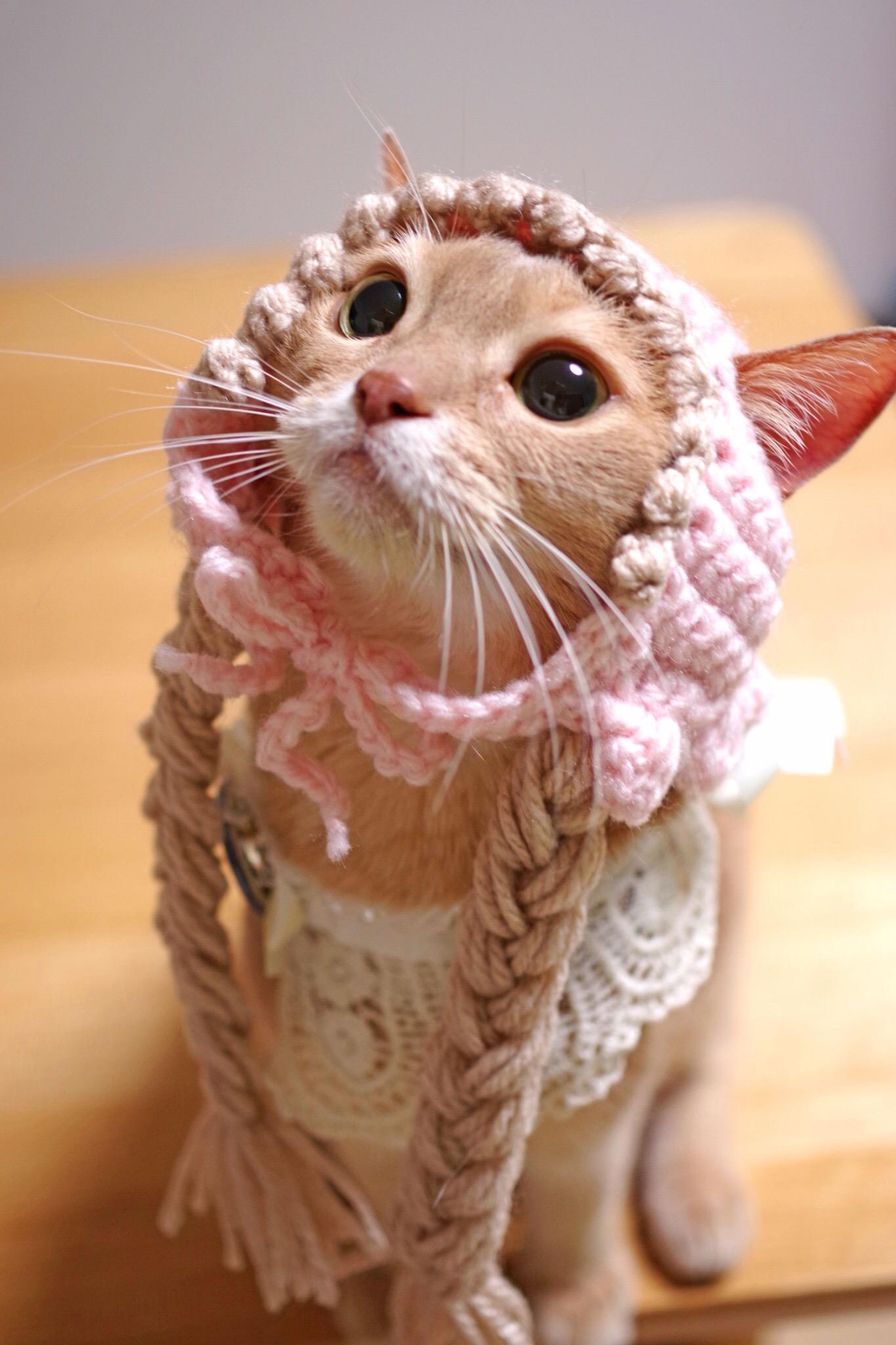 わんにゃんサイトの猫の写真