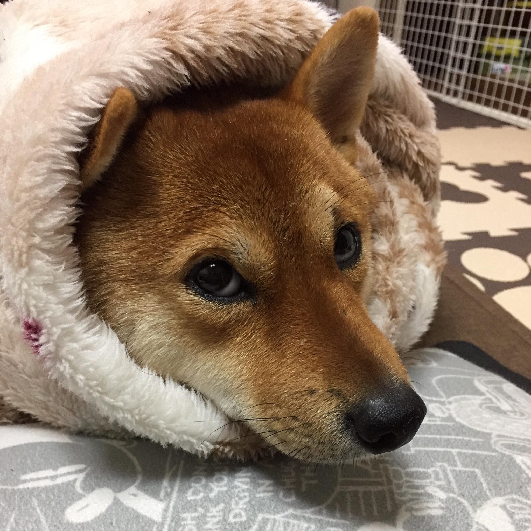 わんにゃんサイトの犬の写真