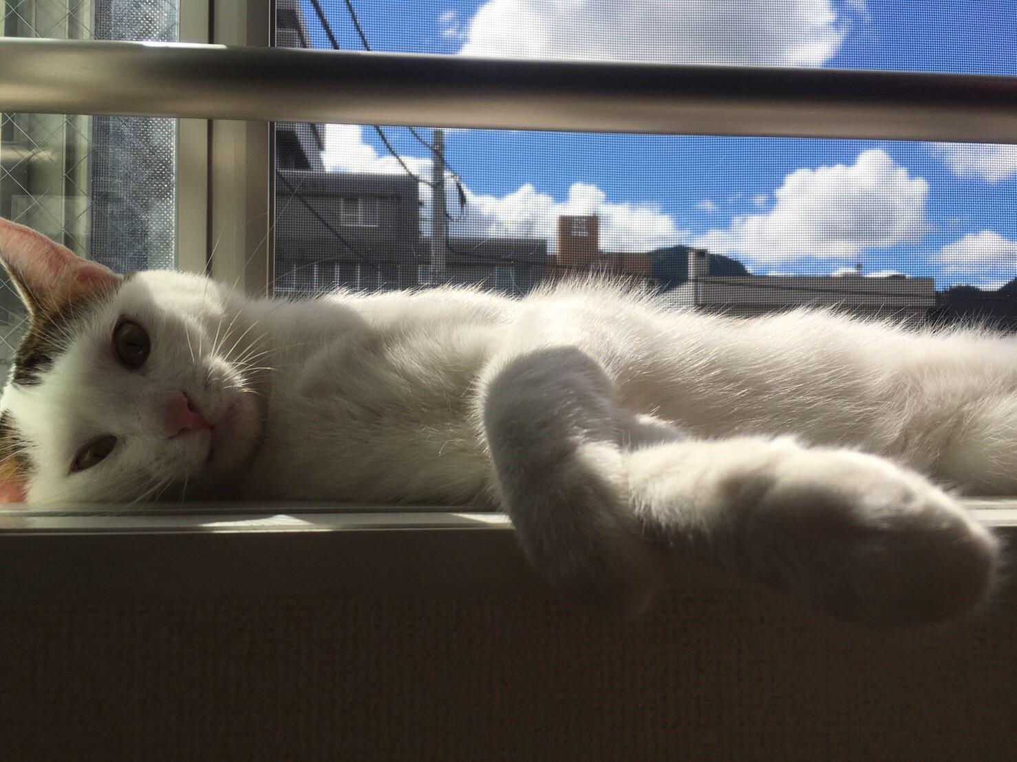 わんにゃんサイトの猫の写真