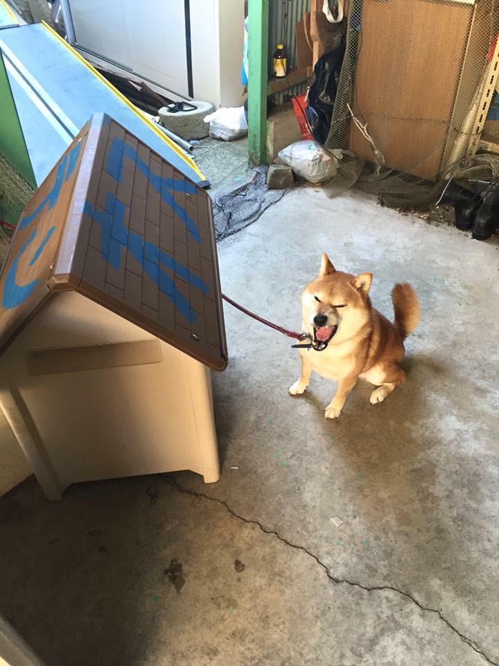 わんにゃんサイトの犬の写真