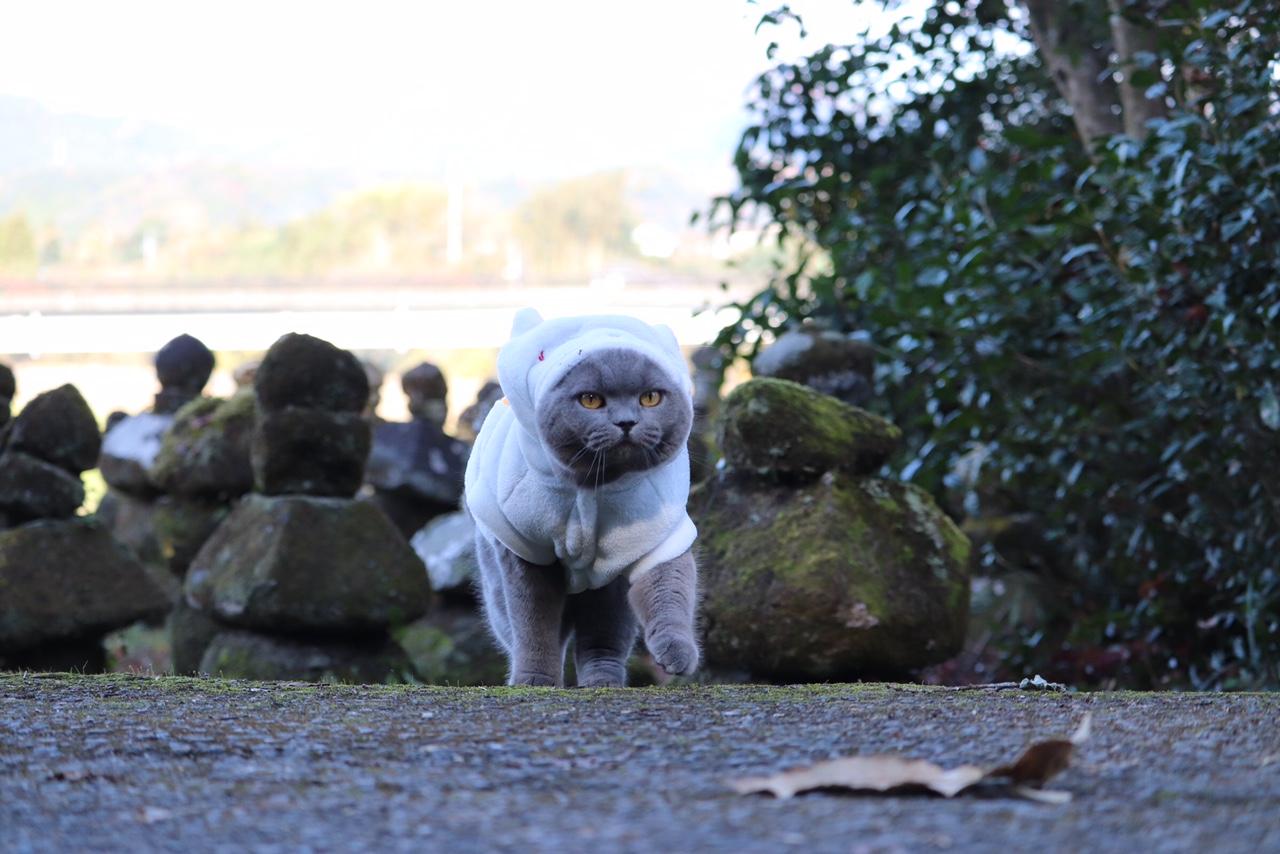 わんにゃんサイトの猫の写真