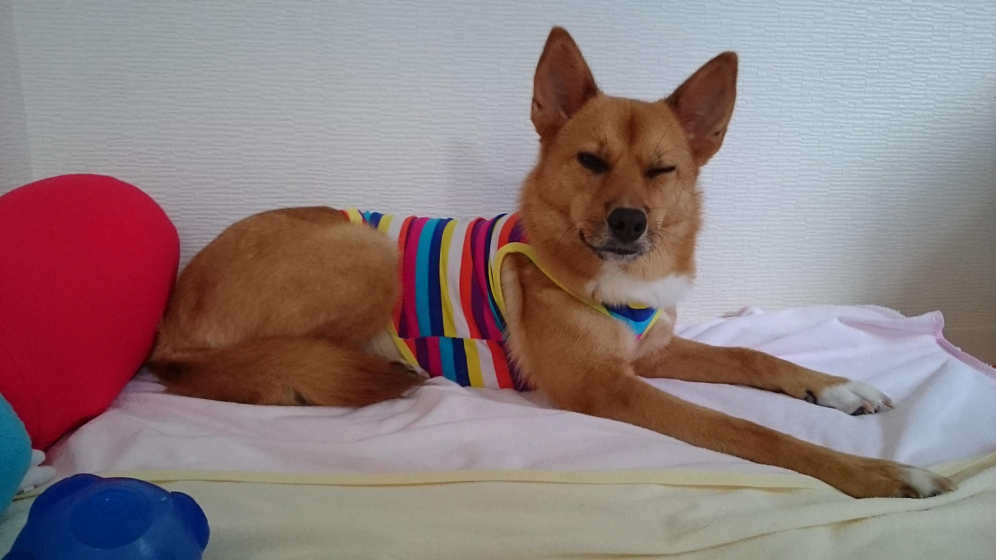 わんにゃんサイトの犬の写真