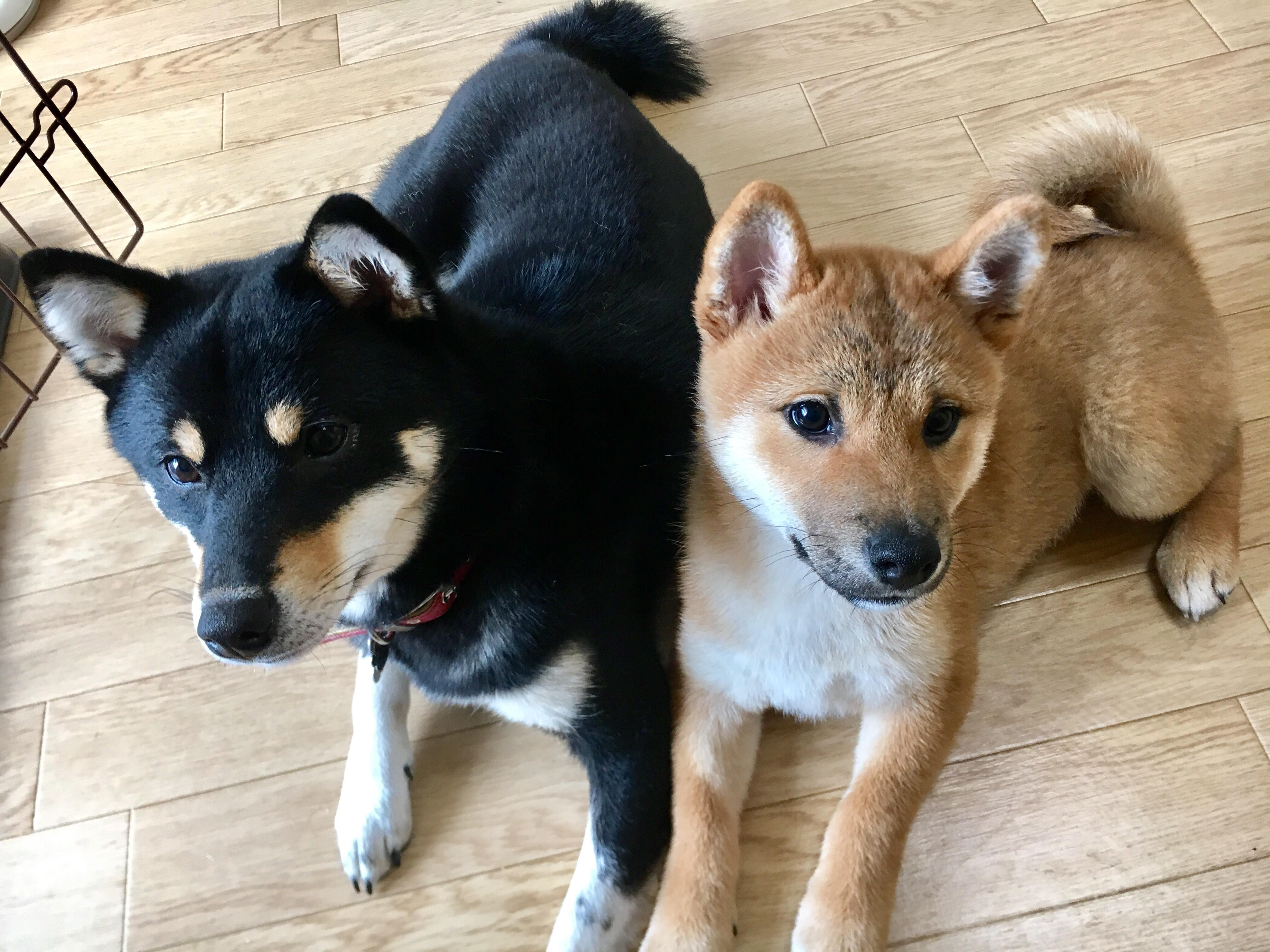 わんにゃんサイトの犬の写真