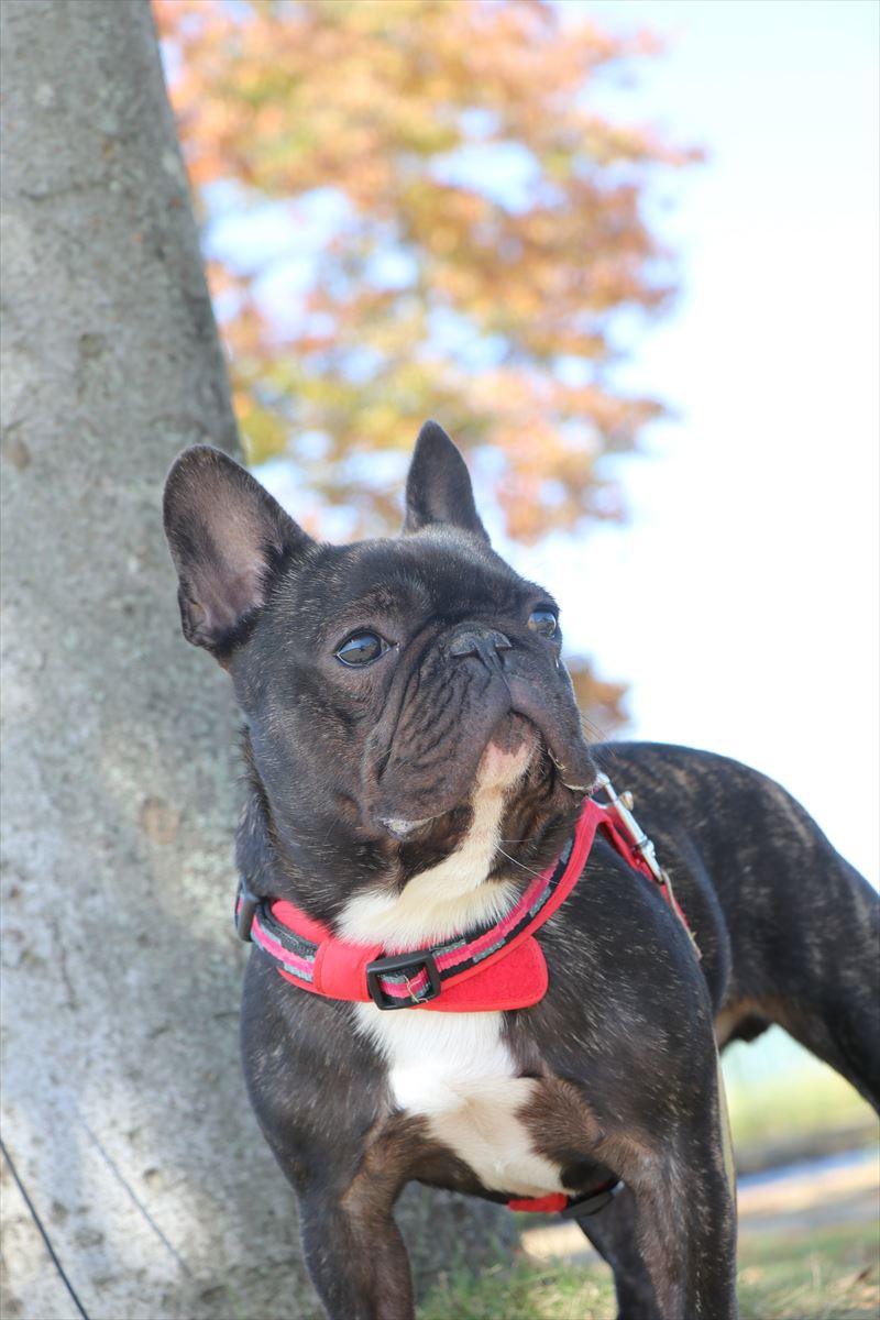 わんにゃんサイトの犬の写真