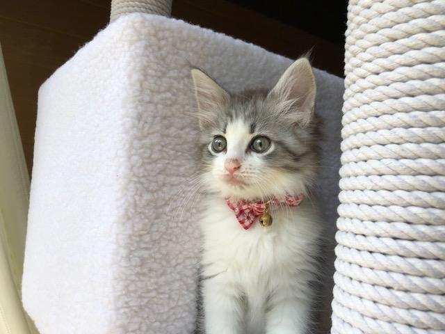 わんにゃんサイトの猫の写真