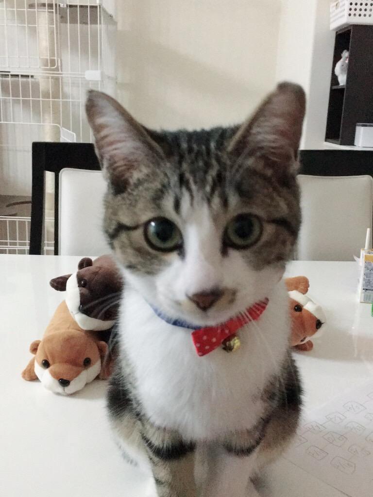 わんにゃんサイトの猫の写真