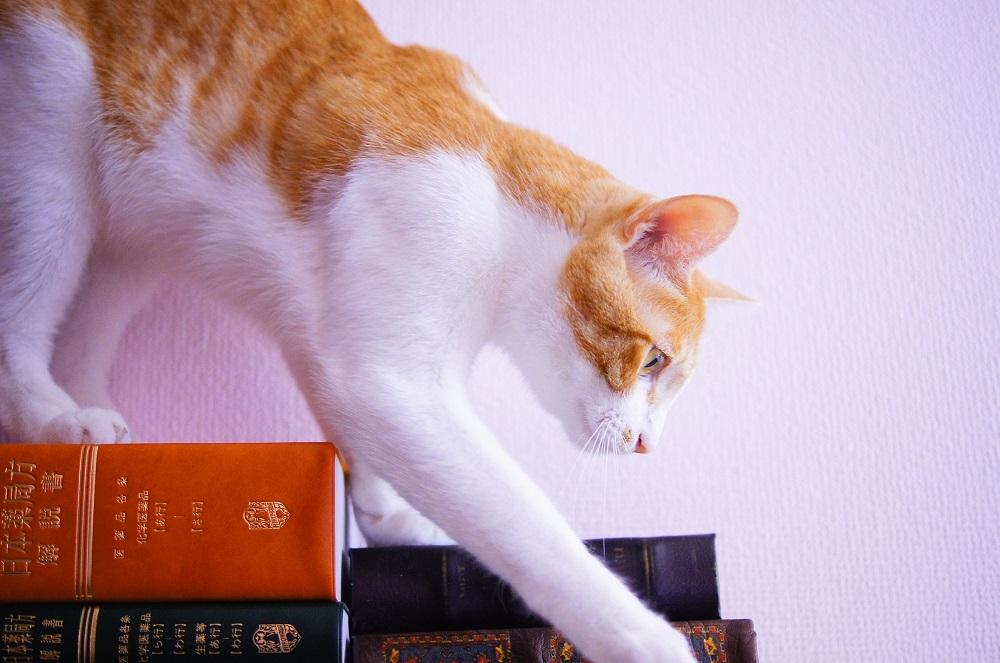 わんにゃんサイトの猫の写真