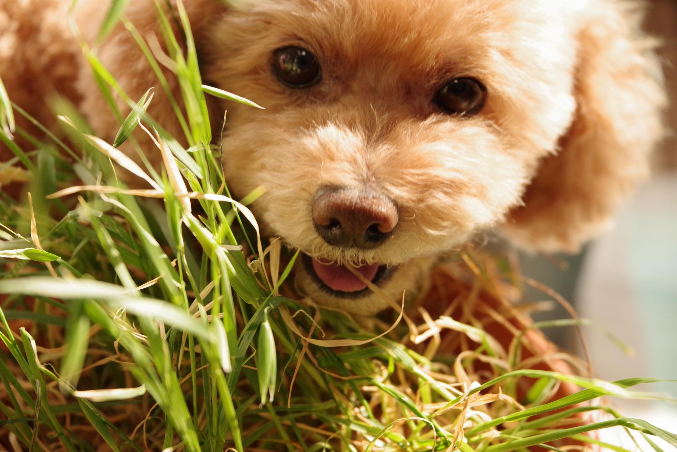 わんにゃんサイトの犬の写真
