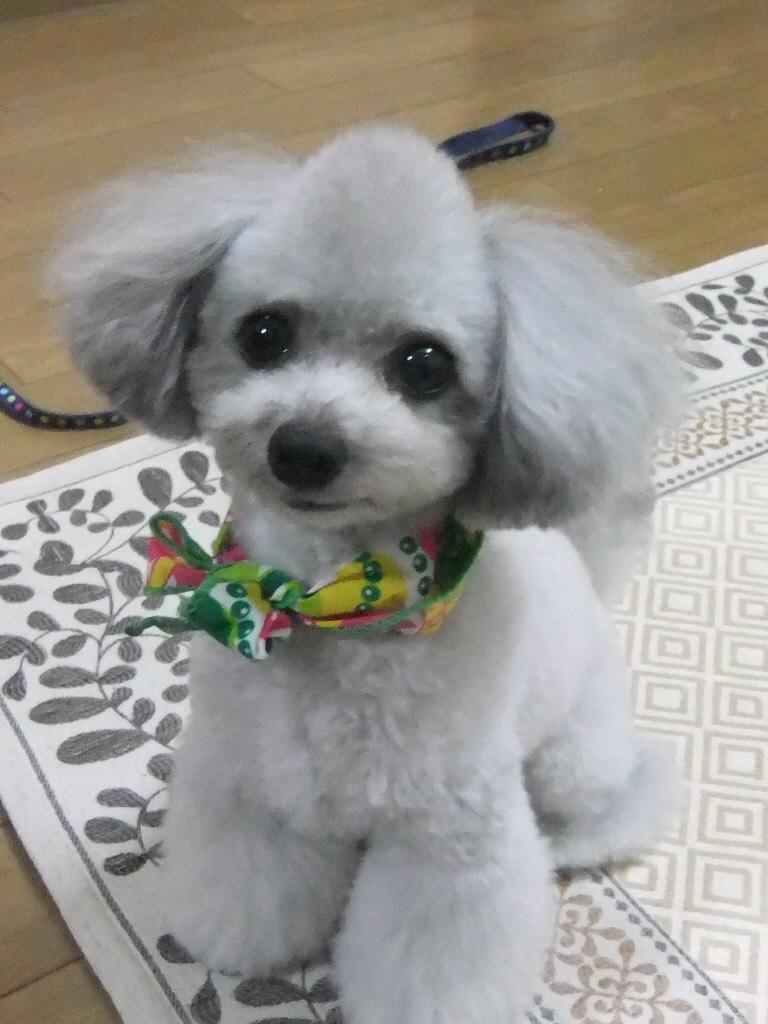 わんにゃんサイトの犬の写真