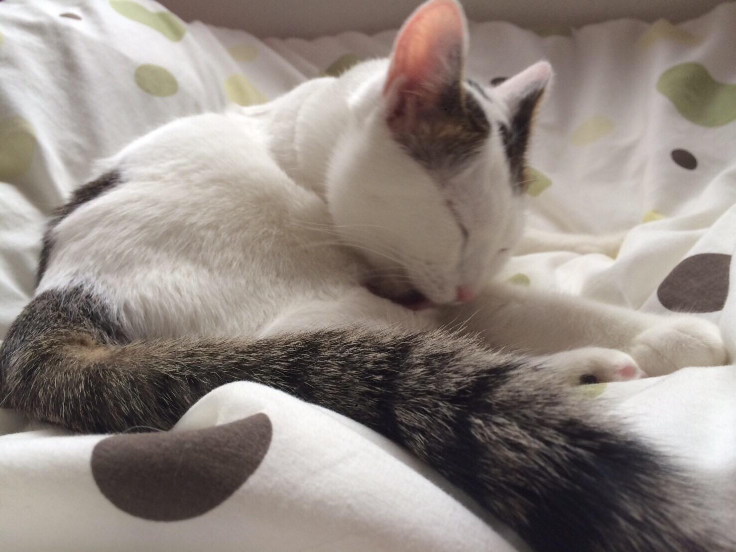 わんにゃんサイトの猫の写真