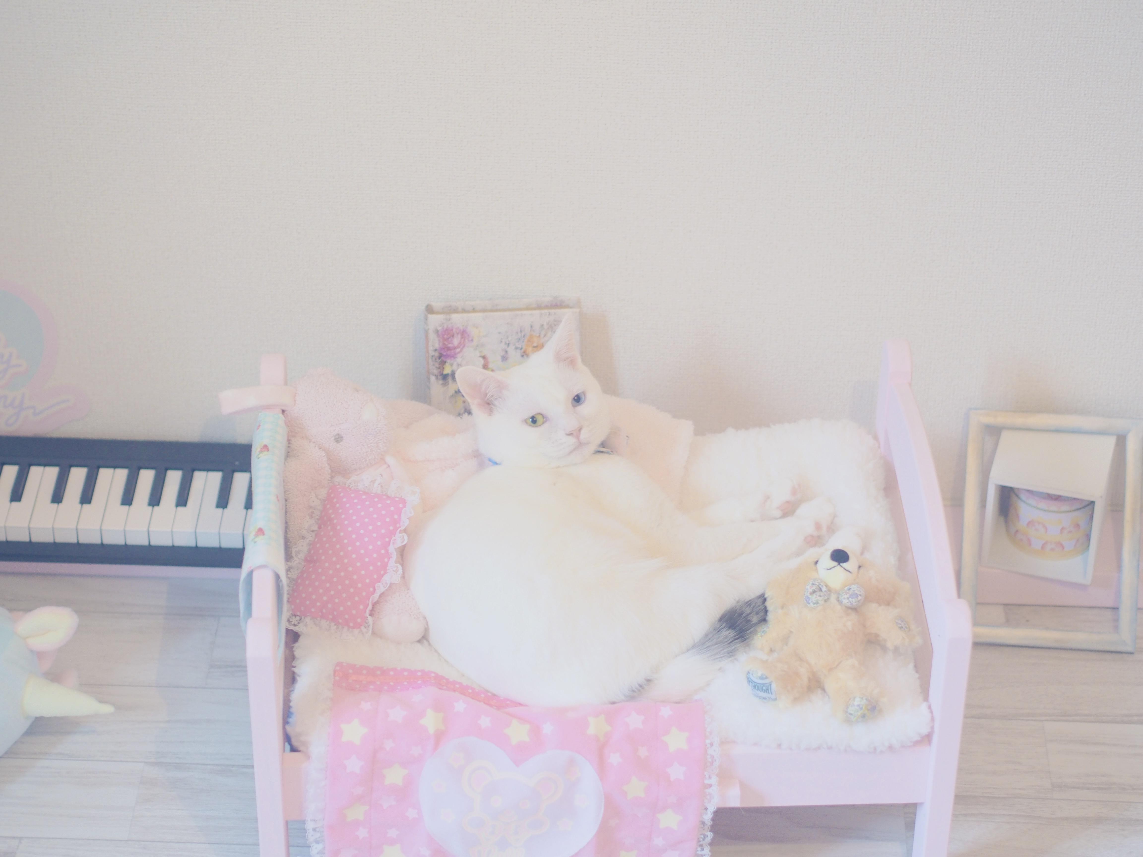 わんにゃんサイトの猫の写真