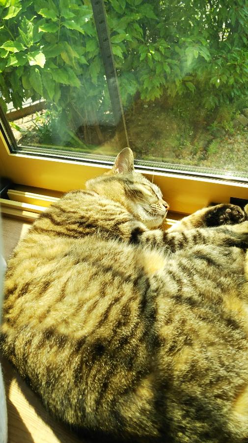 わんにゃんサイトの猫の写真