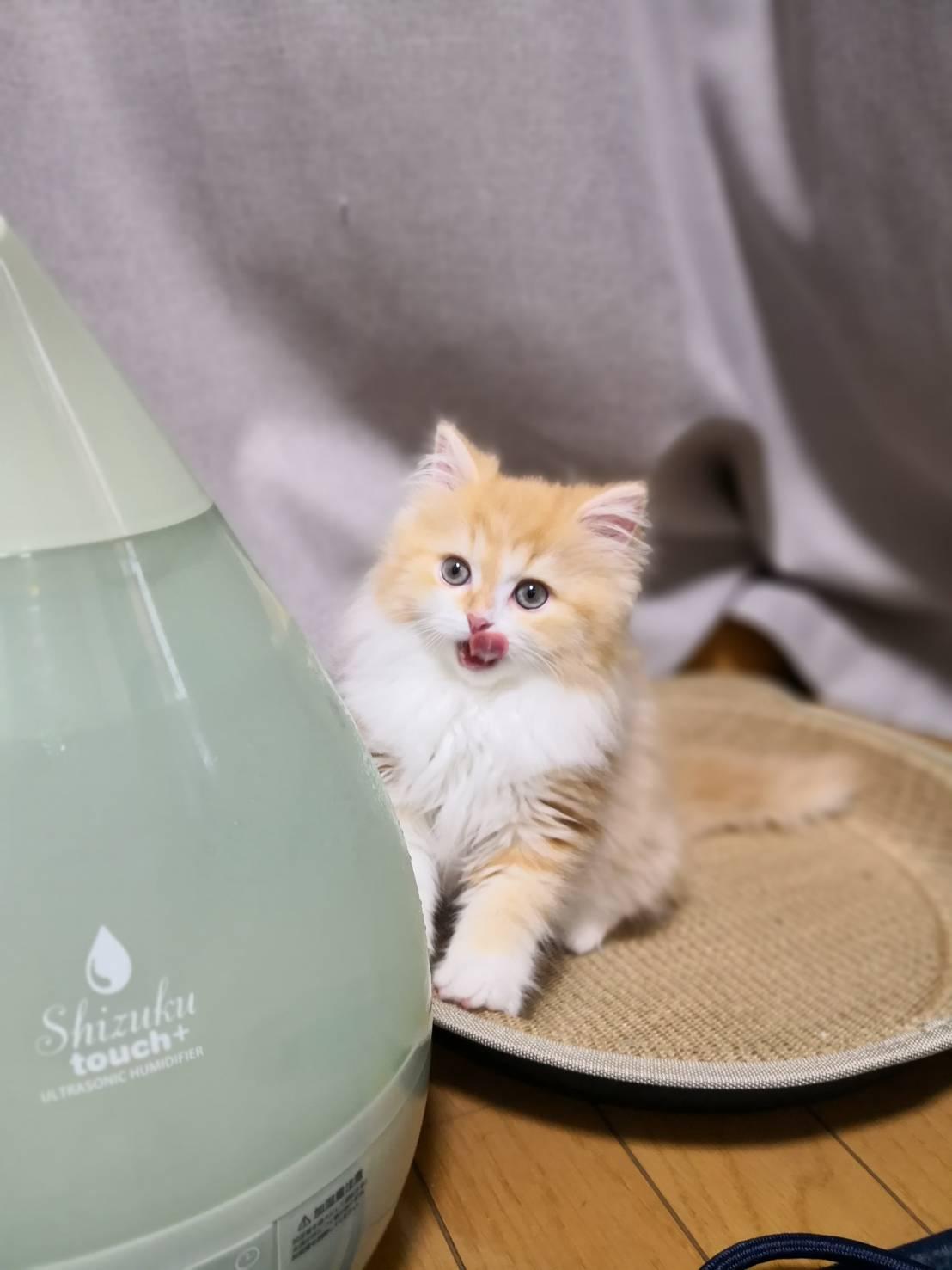 わんにゃんサイトの猫の写真