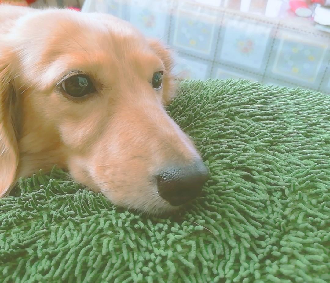 わんにゃんサイトの犬の写真