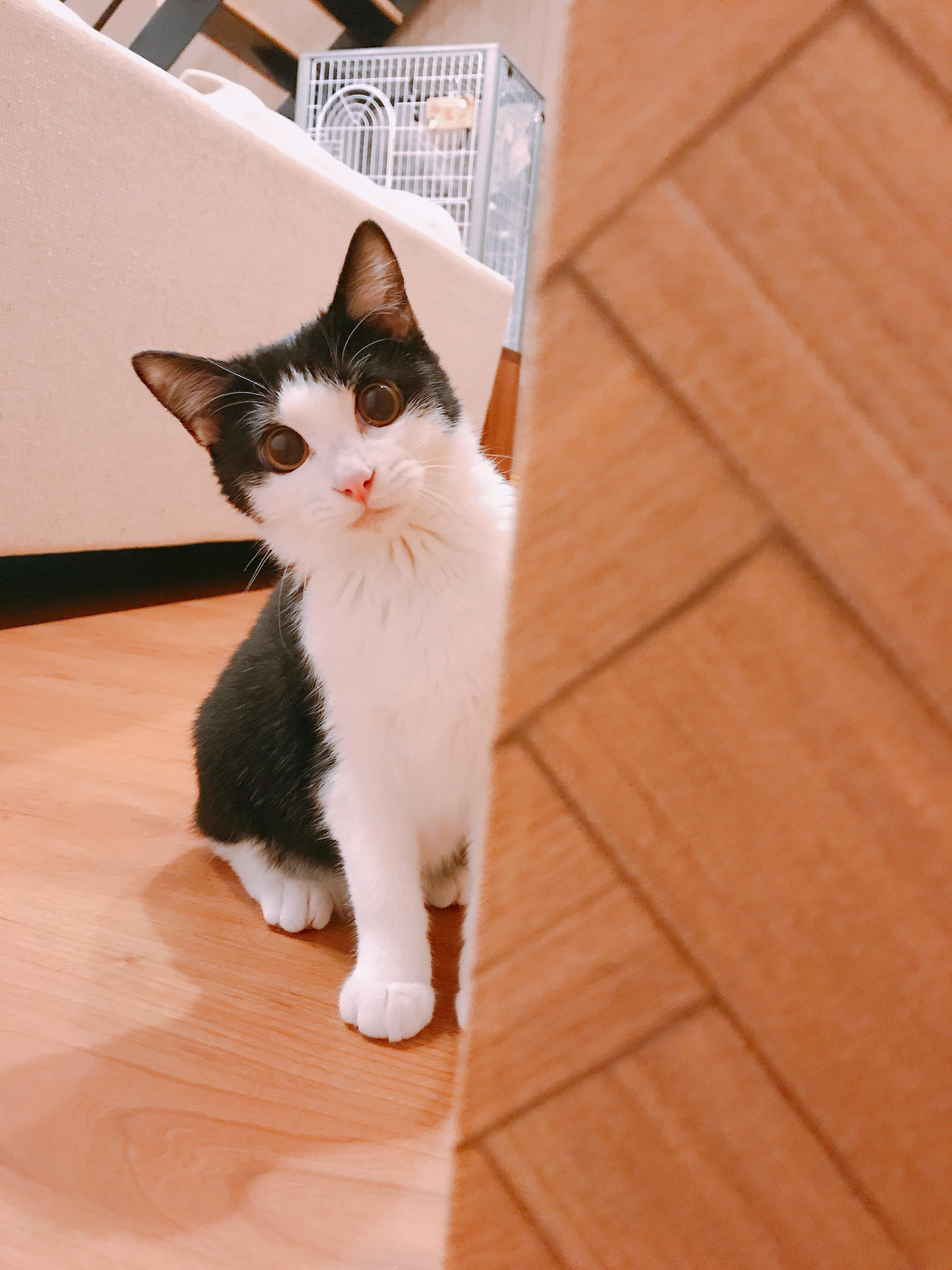 わんにゃんサイトの猫の写真