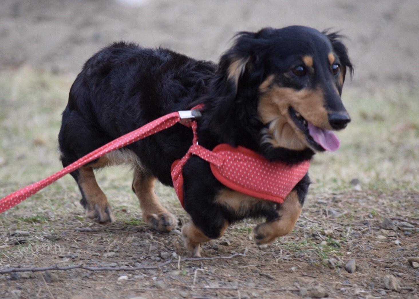 わんにゃんサイトの犬の写真