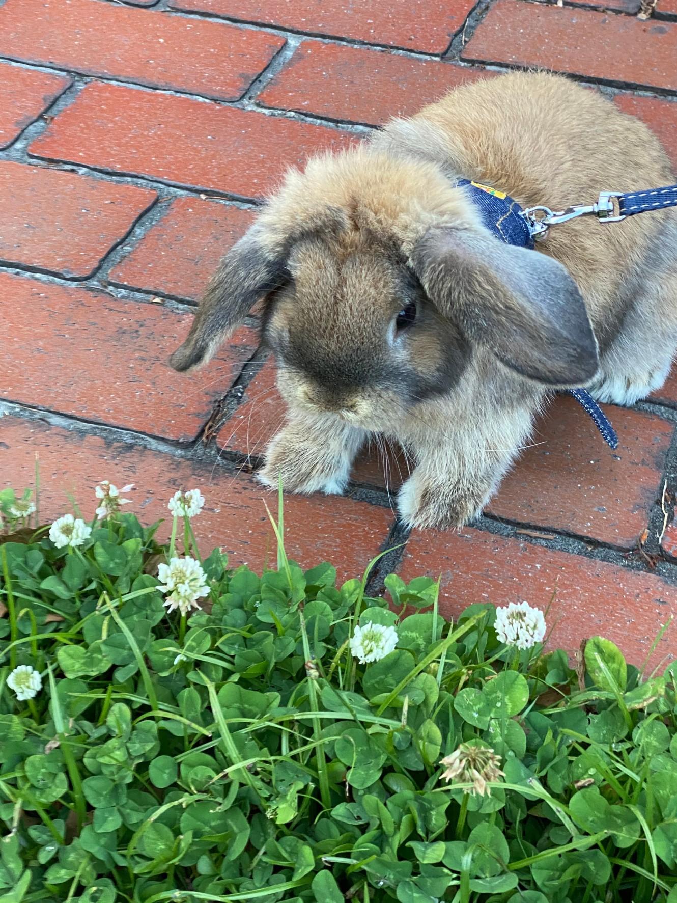 わんにゃんサイトのその他の写真