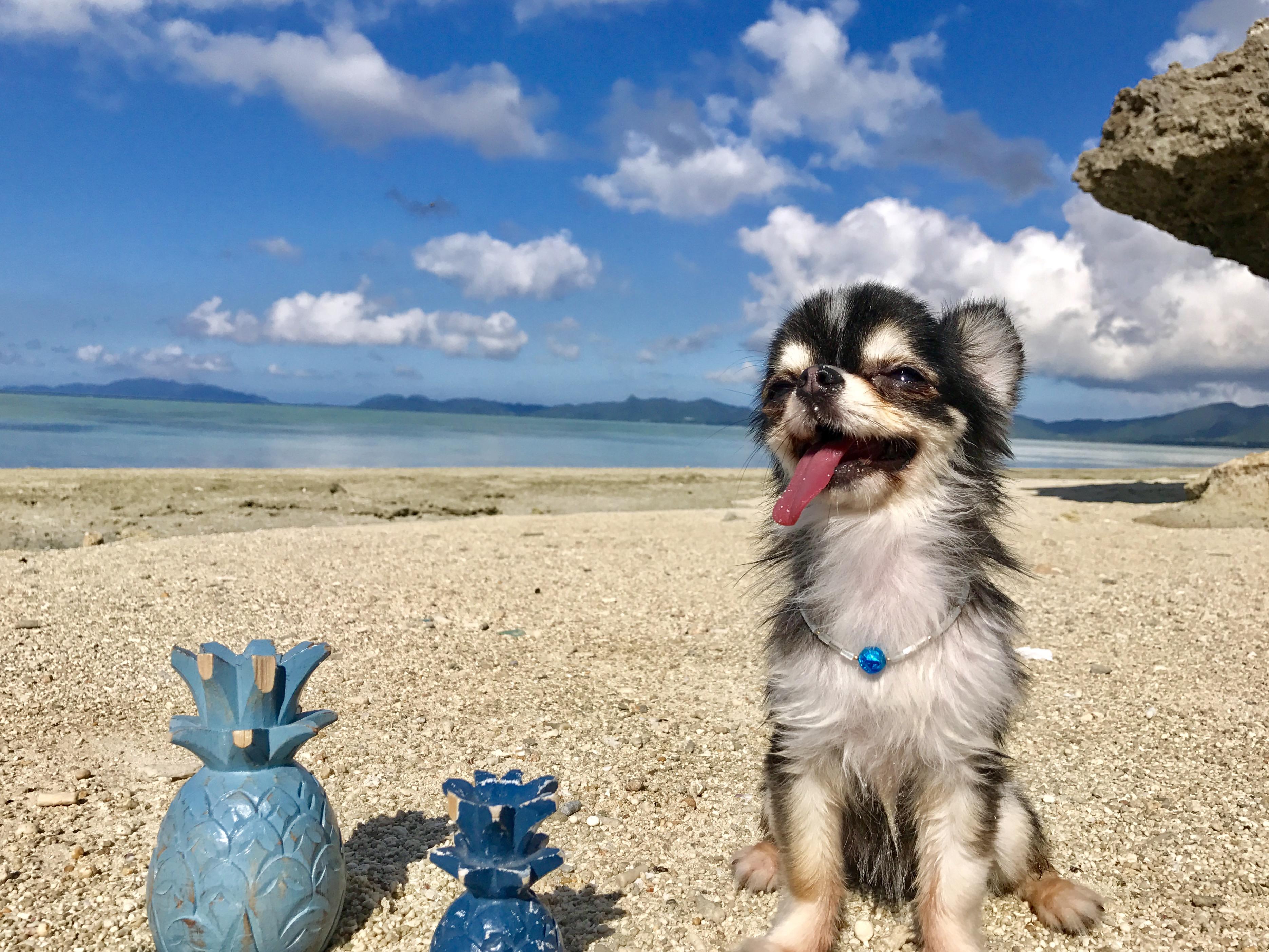 わんにゃんサイトの犬の写真