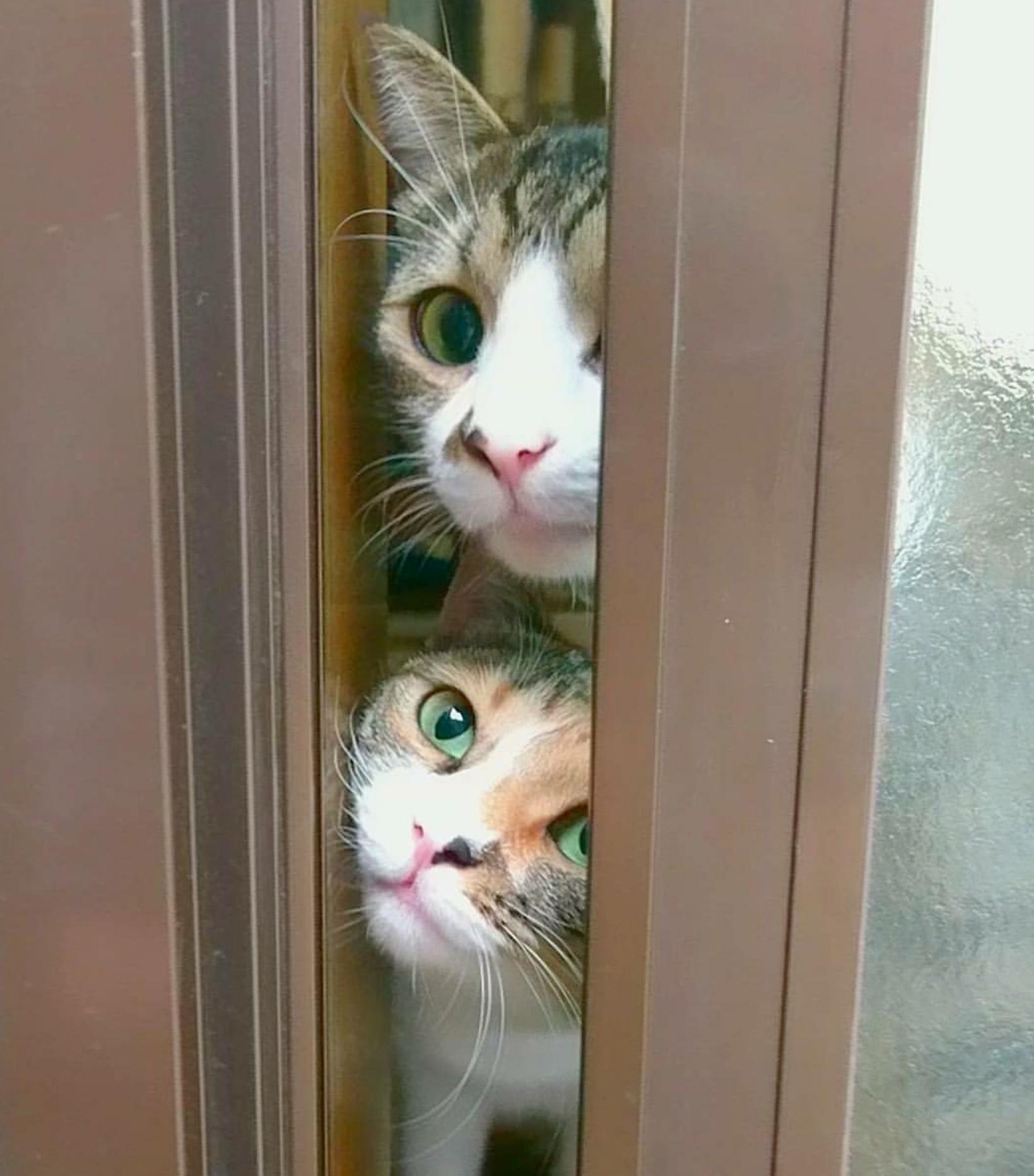 わんにゃんサイトの猫の写真