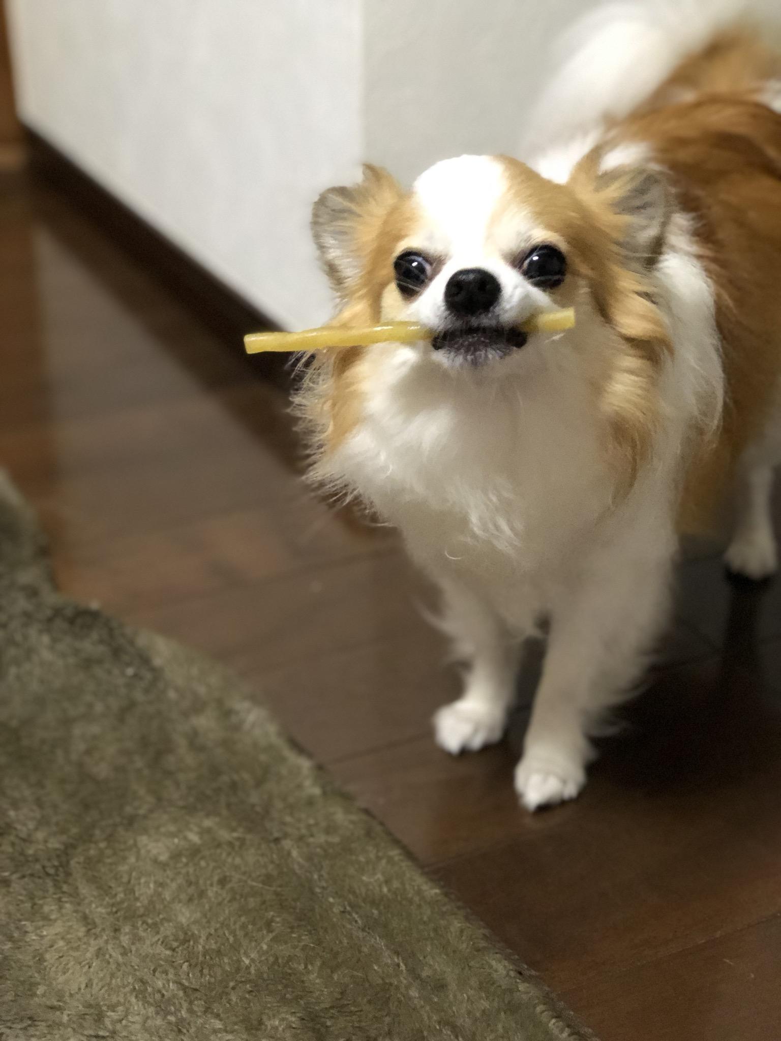 わんにゃんサイトの犬の写真