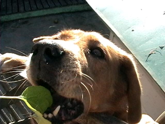 わんにゃんサイトの犬の写真