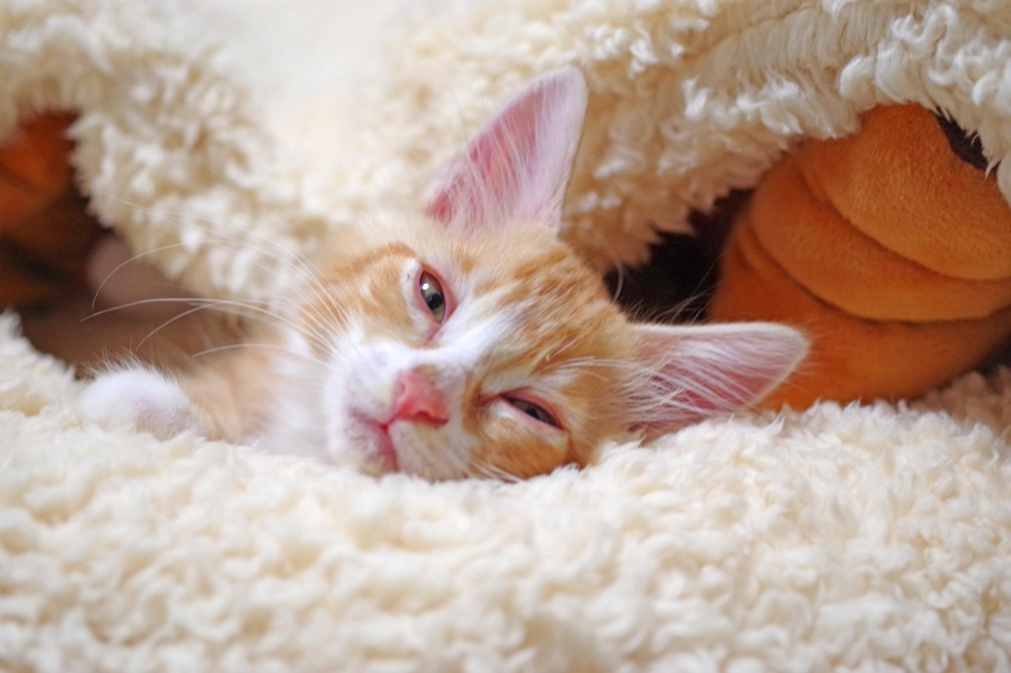 わんにゃんサイトの猫の写真