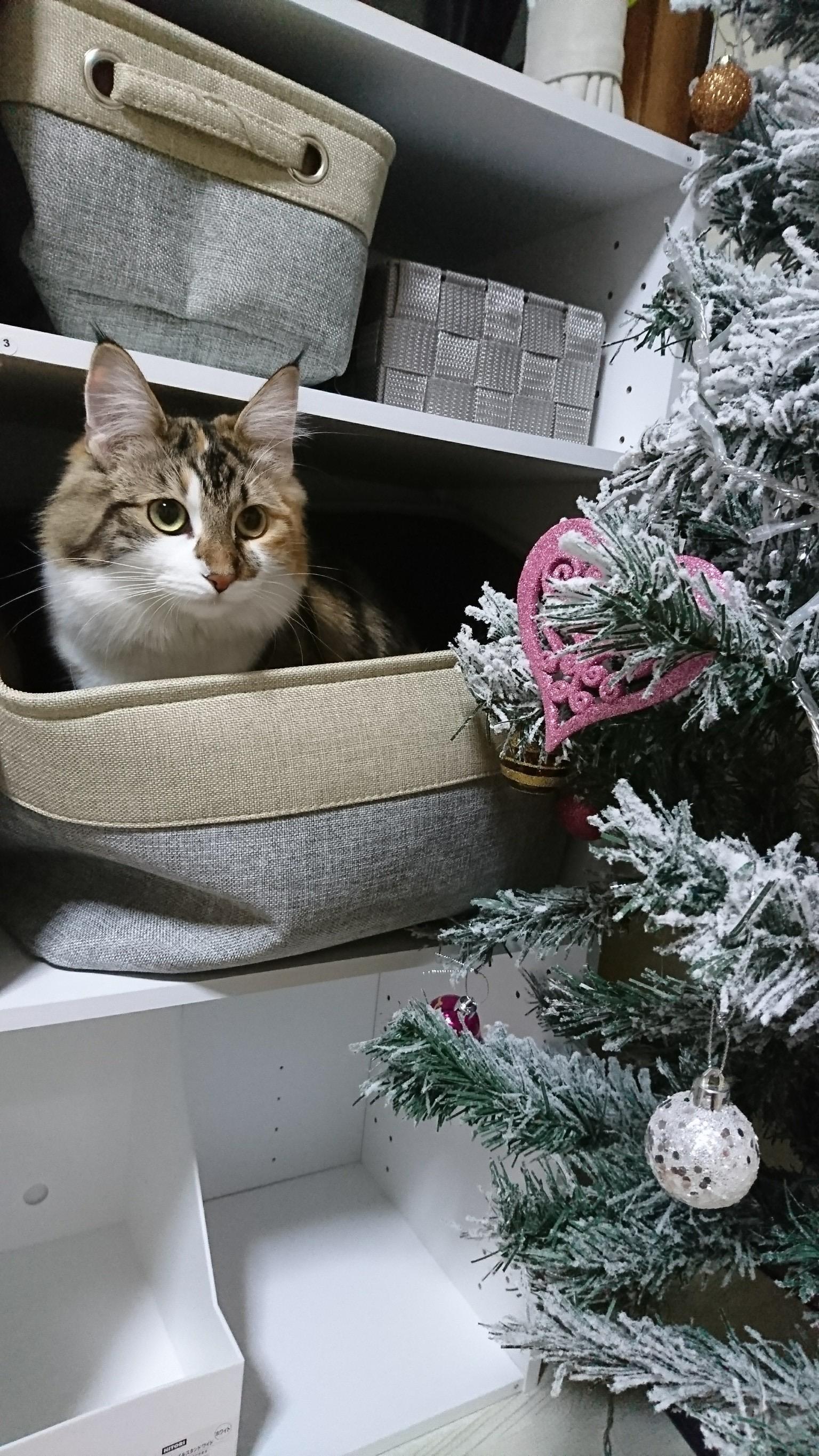 わんにゃんサイトの猫の写真