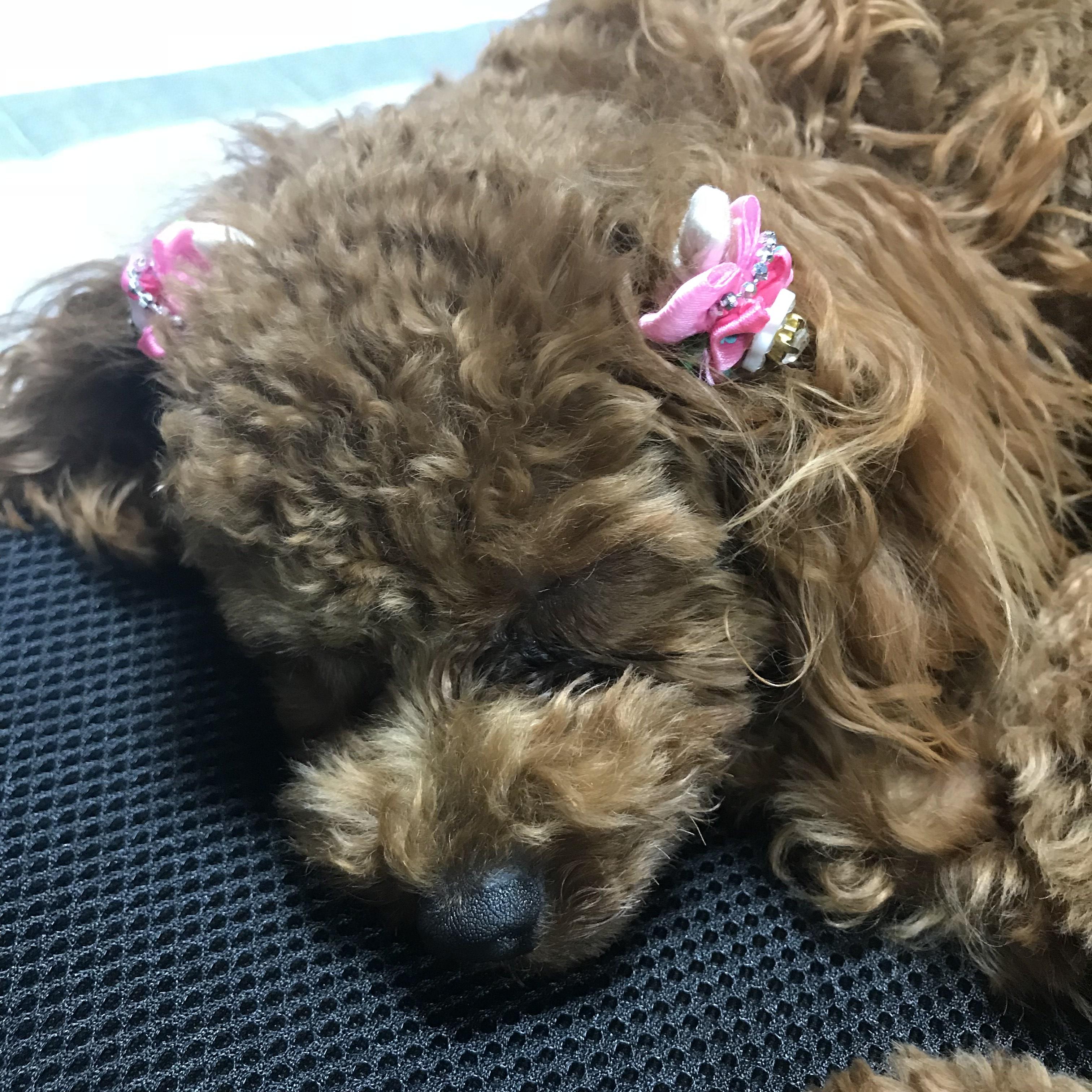 わんにゃんサイトの犬の写真