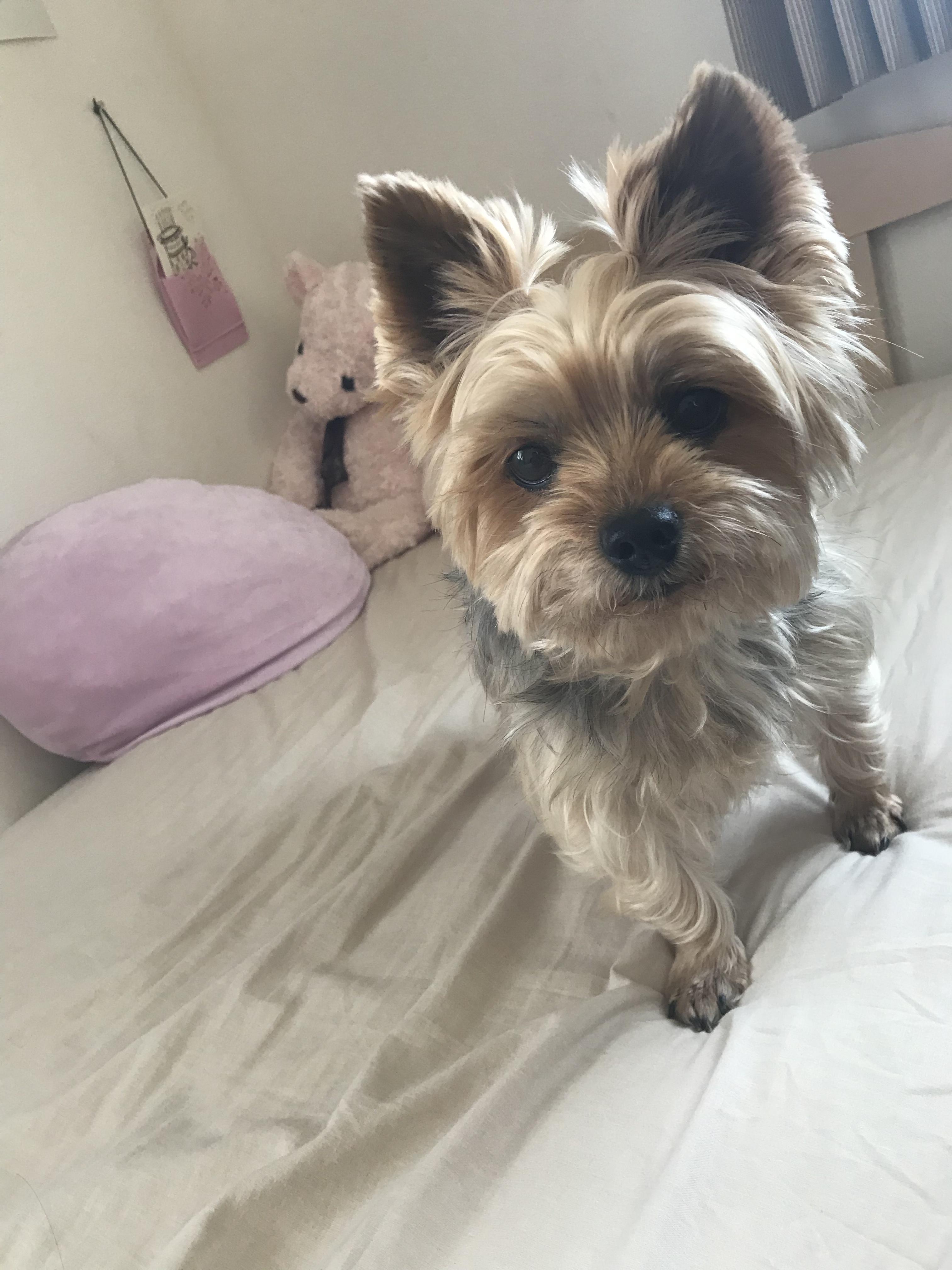 わんにゃんサイトの犬の写真